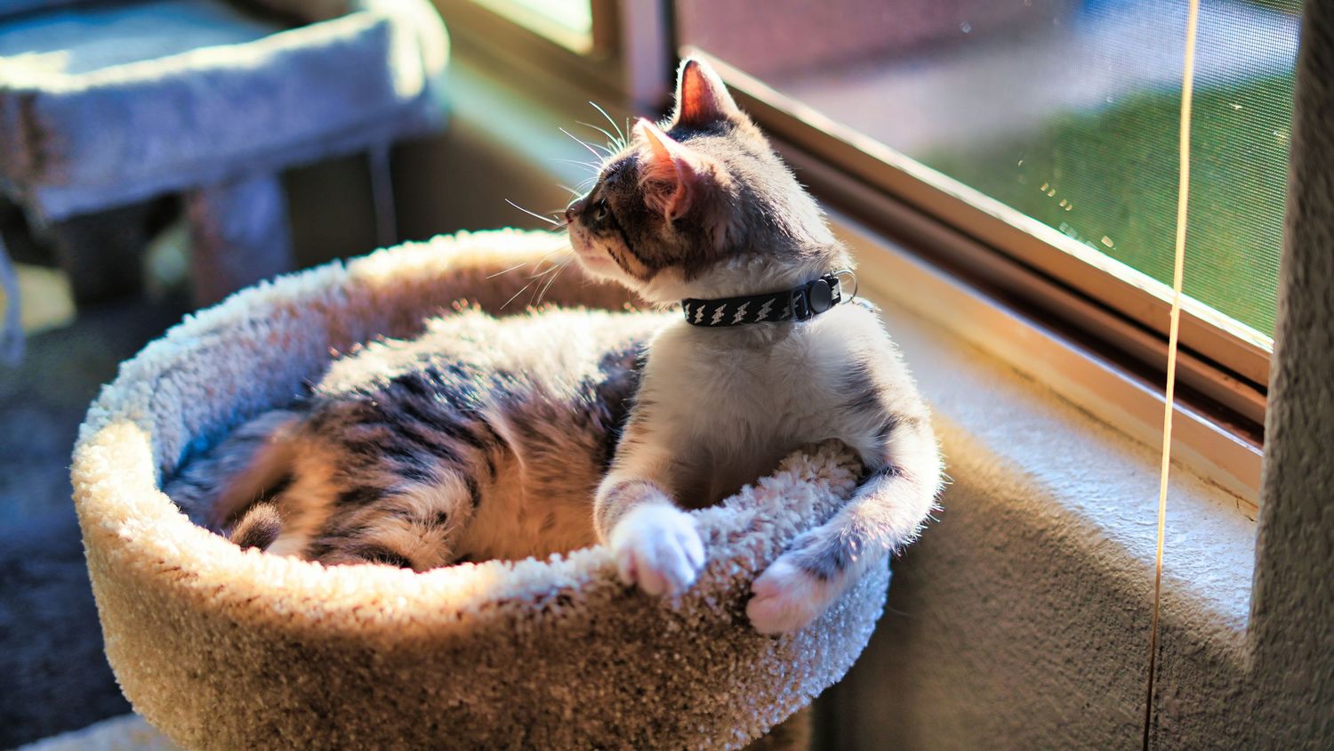 A small kitten wearing a collar sits in a cozy round cat bed near a sunlit window.