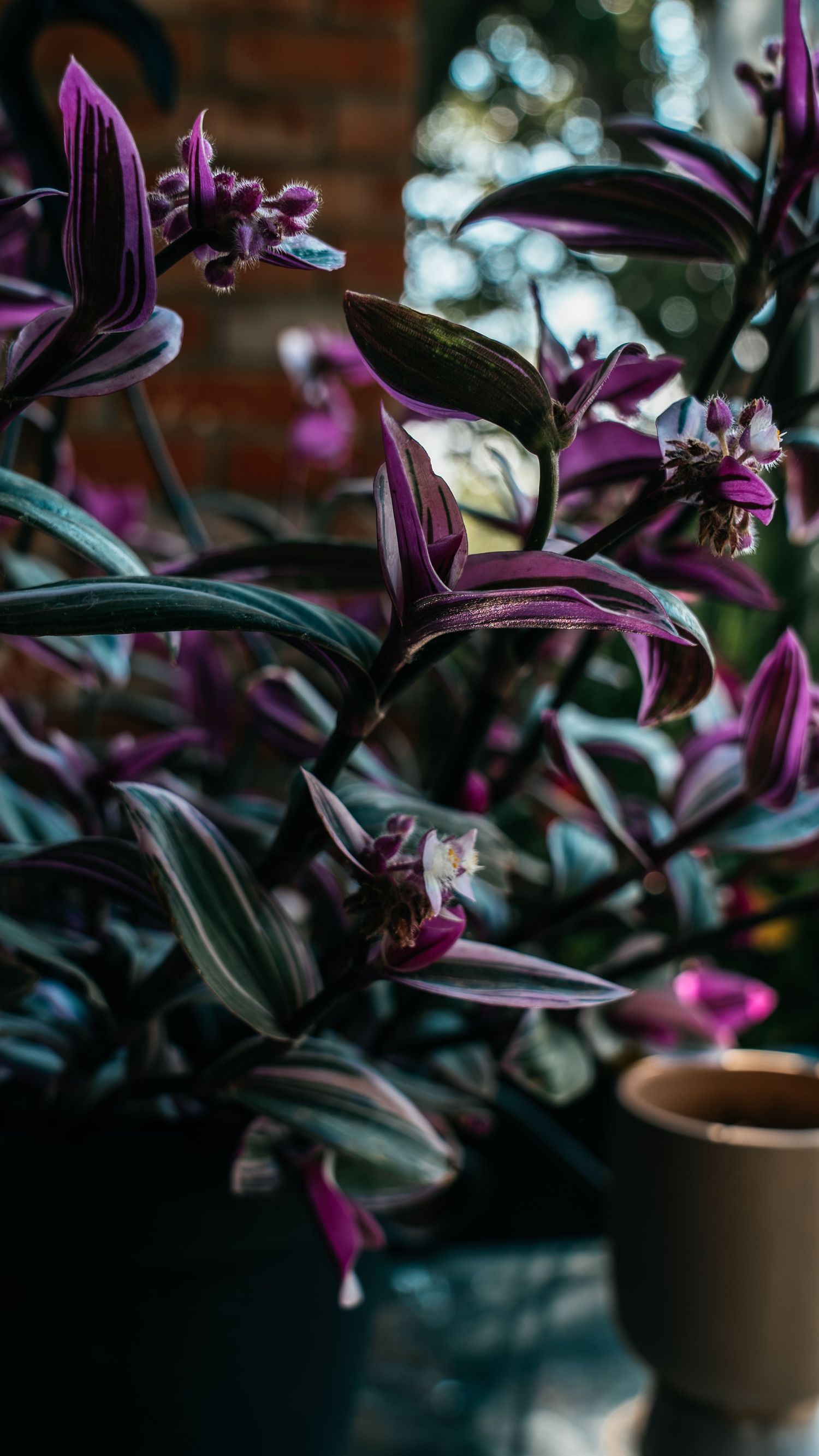 Close-up of vibrant purple Tradescantia plant with striped leaves and small blooms in a moody, bokeh-lit indoor setting.