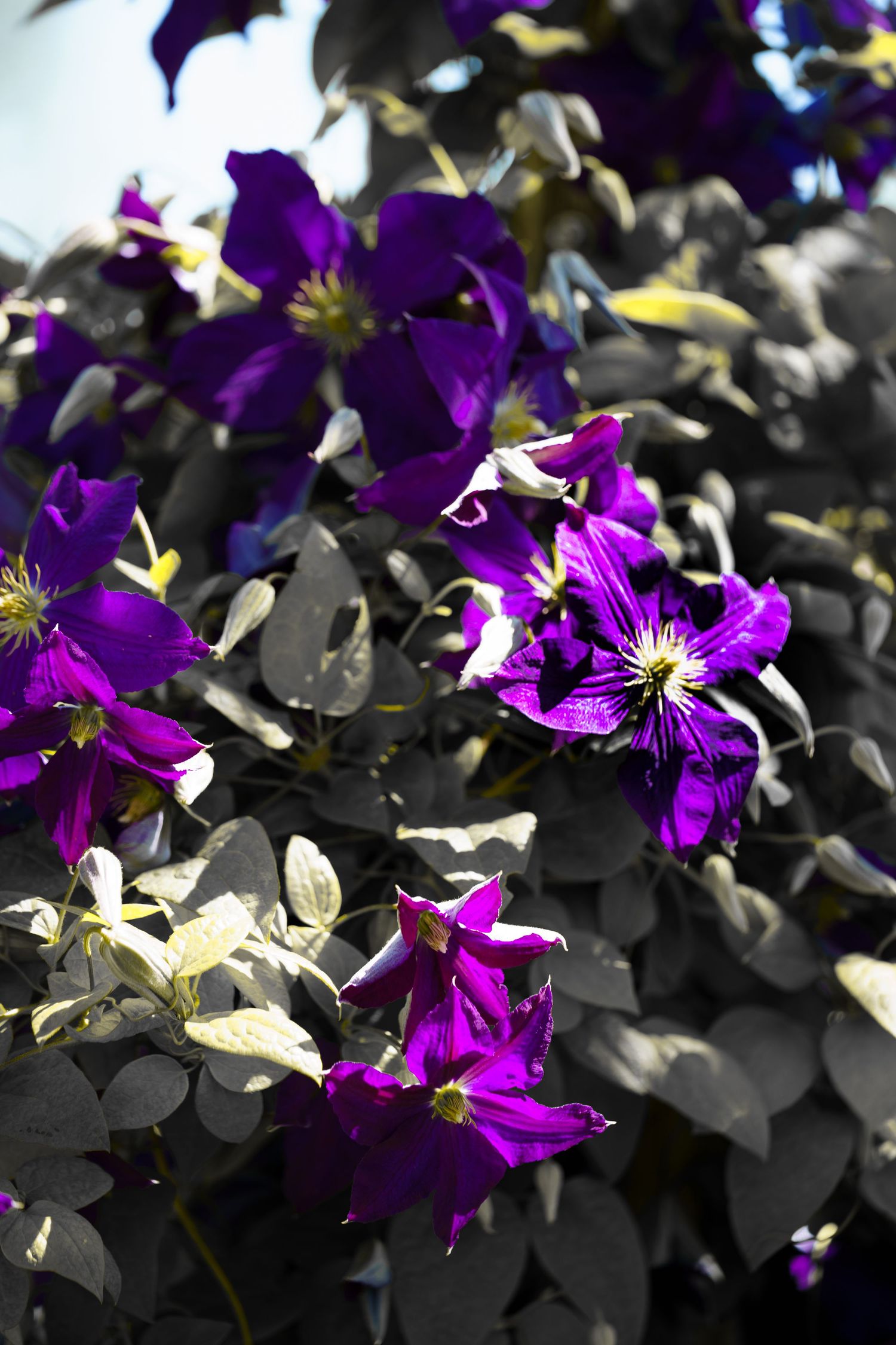 Vibrant purple clematis flowers blooming in sunlight against dark green foliage in a garden setting.