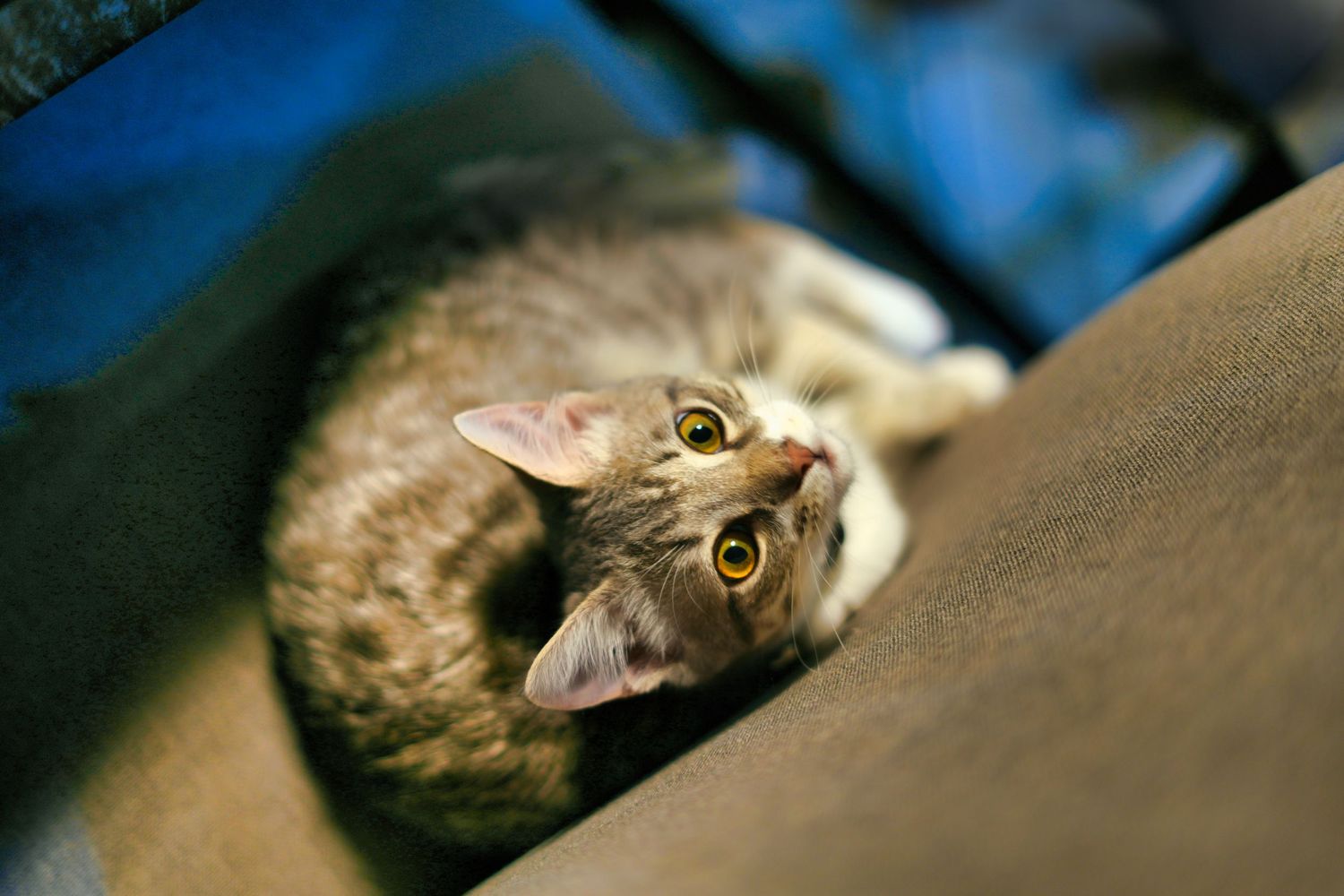A curious tabby cat lying on its back between couch cushions, looking up with wide yellow-green eyes.