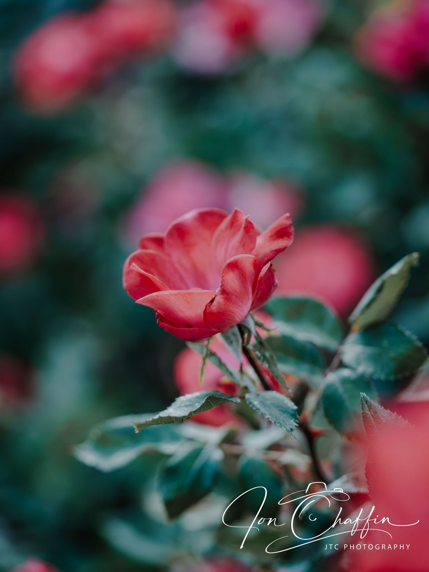 Single red rose in sharp focus surrounded by blurred roses and green leaves outdoors.