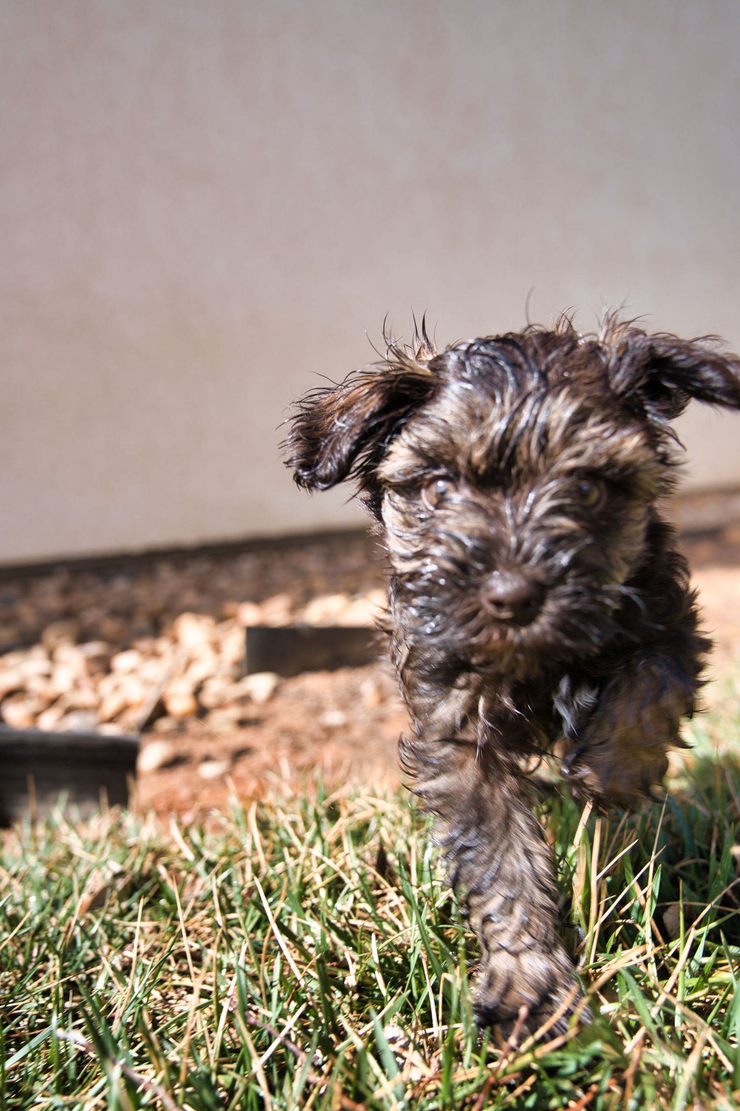 A small dark fluffy puppy walks through green grass in a sunny backyard, looking curiously at the camera.