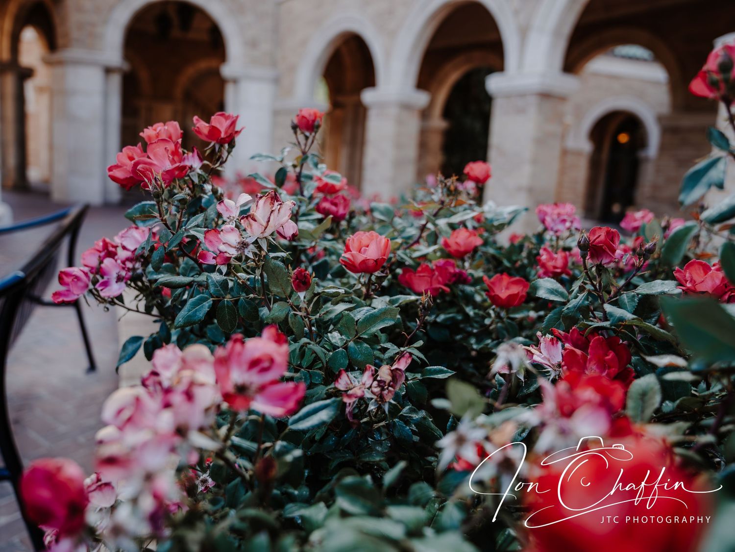 Vibrant pink and red roses blooming in a courtyard with arched stone architecture background.
