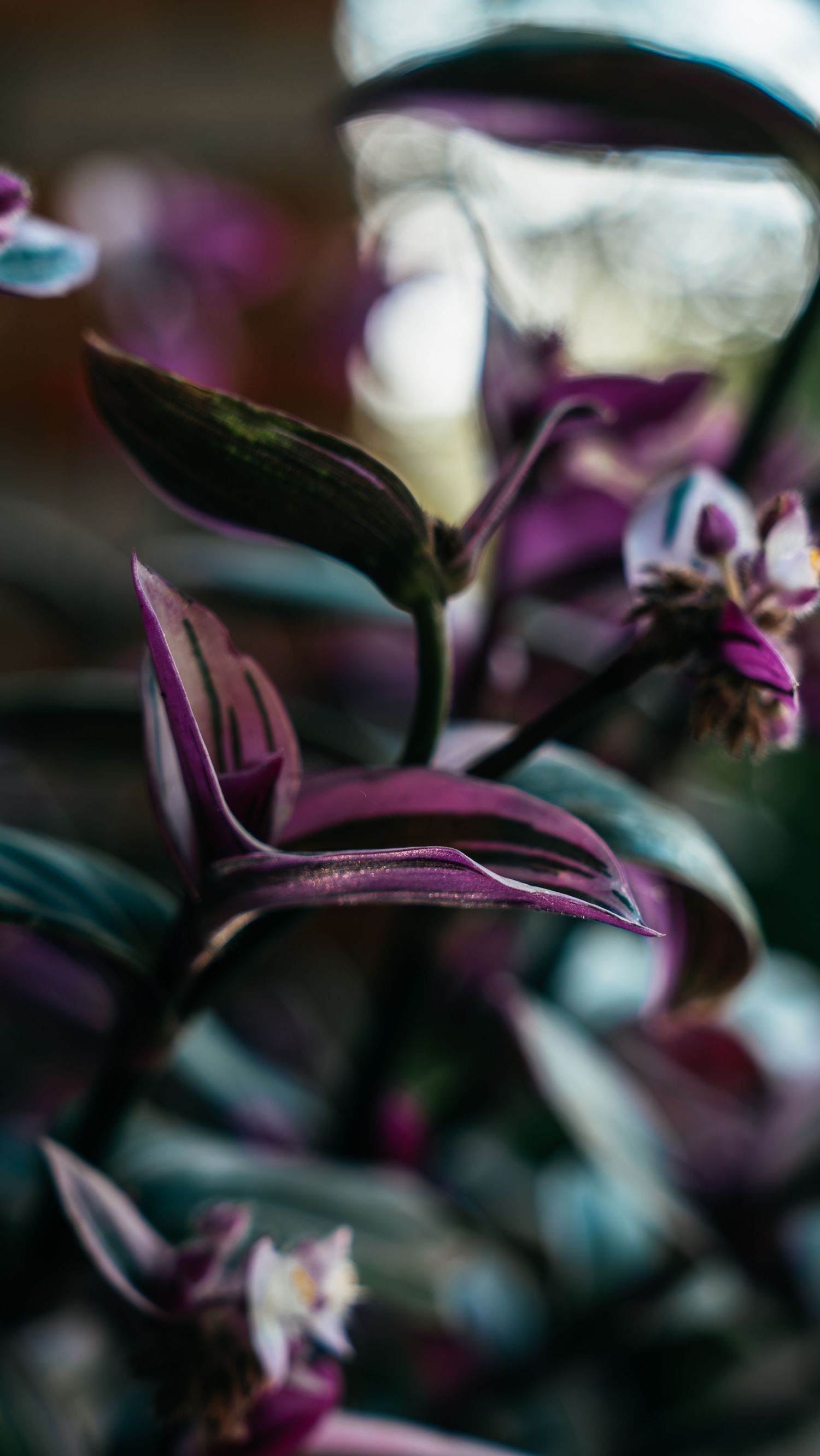 Macro close-up of dark purple Tradescantia zebrina leaves with silver stripes in soft bokeh lighting.