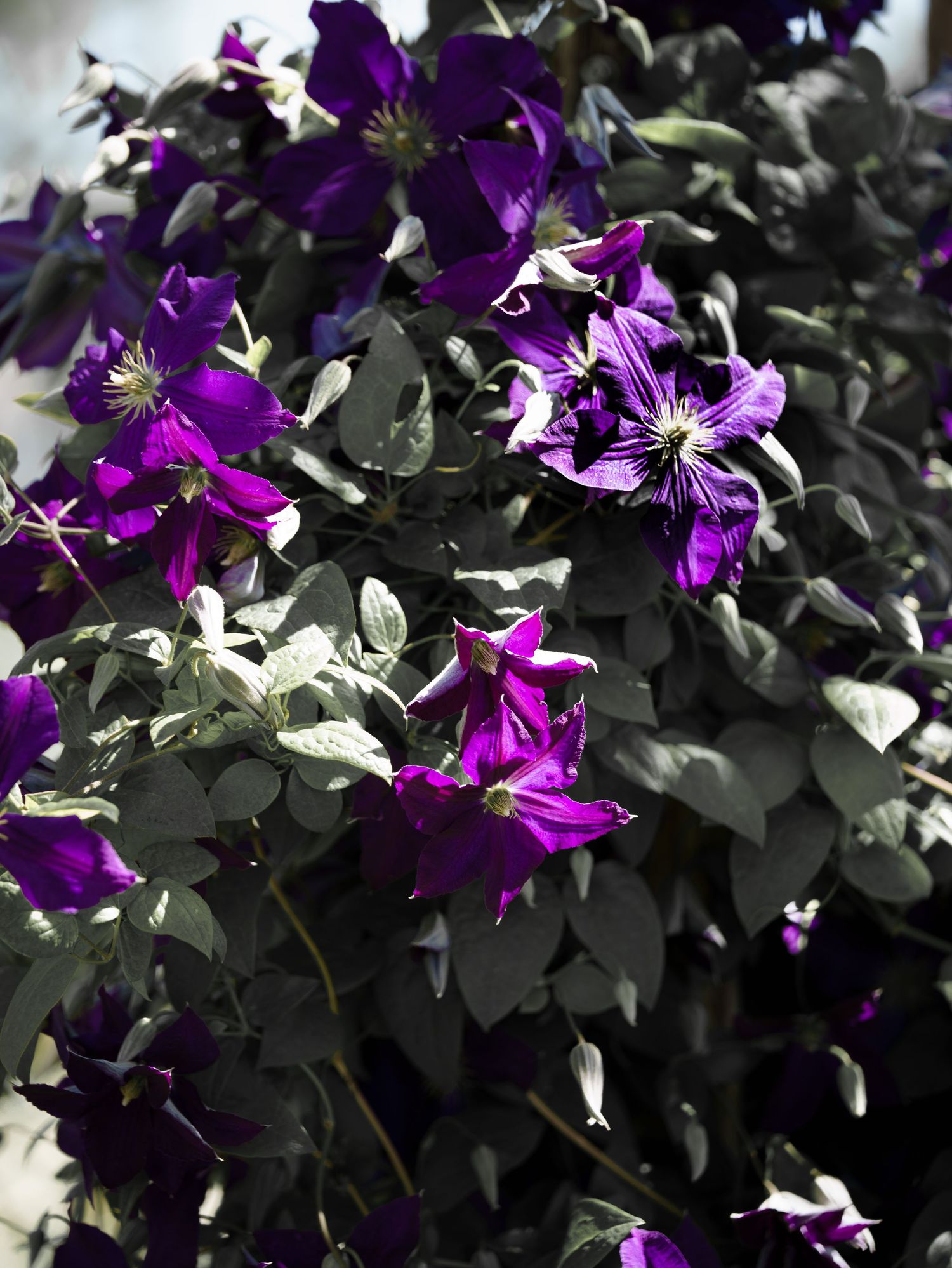 Vibrant purple clematis flowers in full bloom cascading over lush green foliage in a garden setting.
