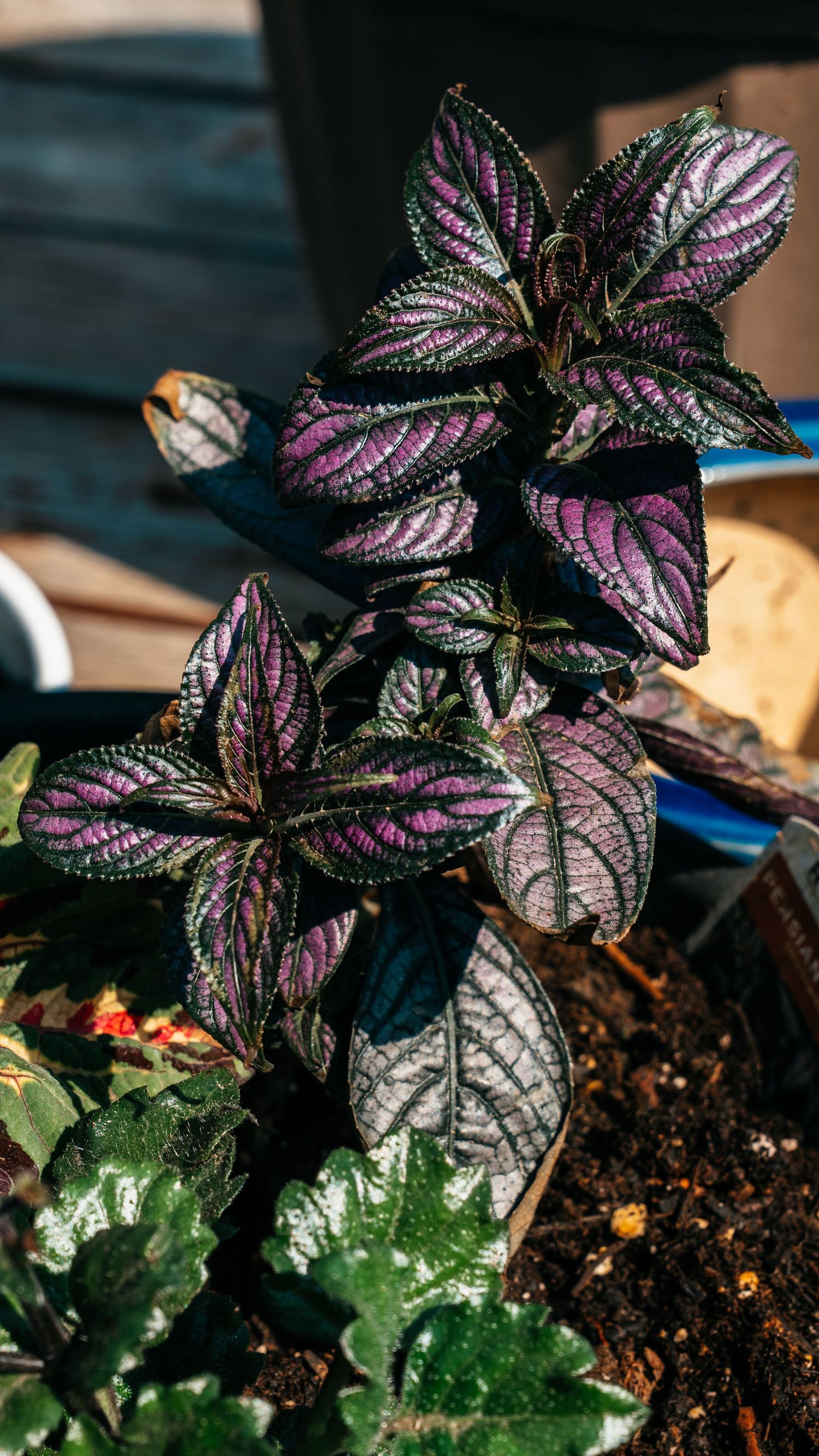 Persian shield plant with striking purple and silver patterned leaves growing in a garden pot in bright sunlight.