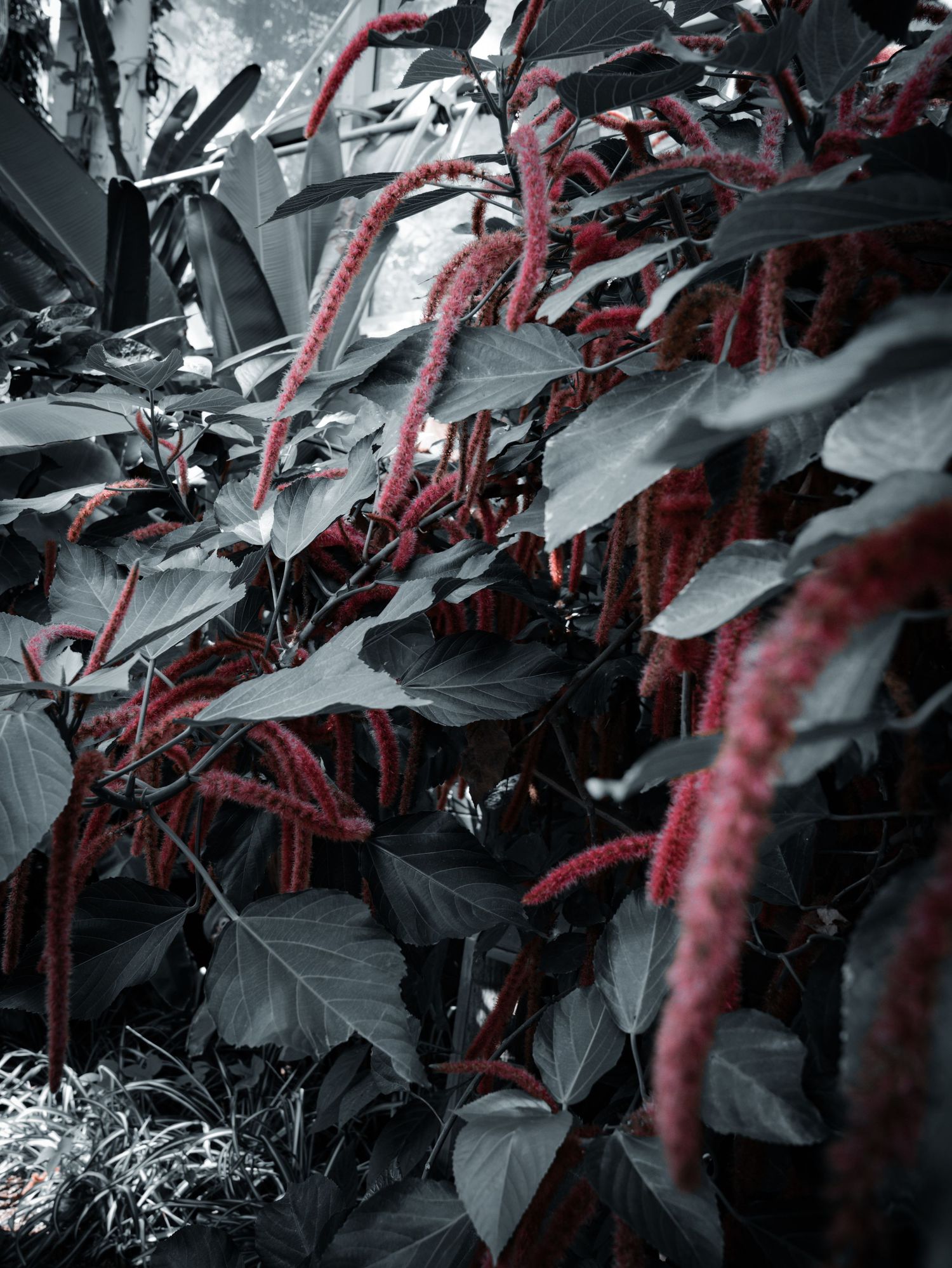 Dramatic black and white plant photo with vibrant red amaranth flower spikes cascading among dark leaves.