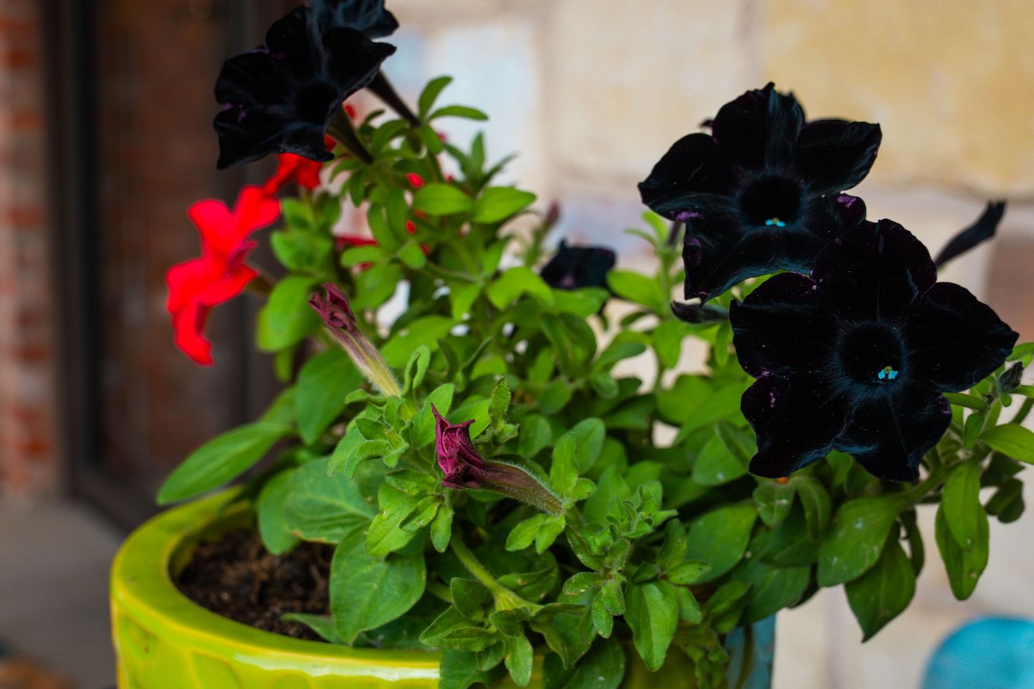 Black and red petunias blooming in a bright yellow-green pot on an outdoor patio.
