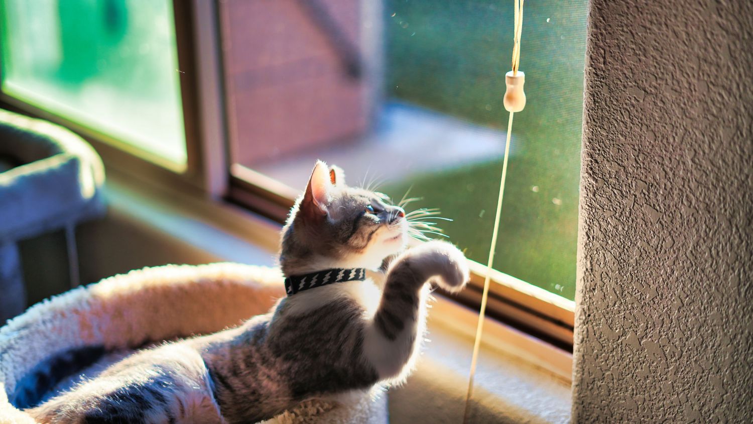 A playful tabby kitten wearing a collar reaches up toward a string toy near a sunlit window.