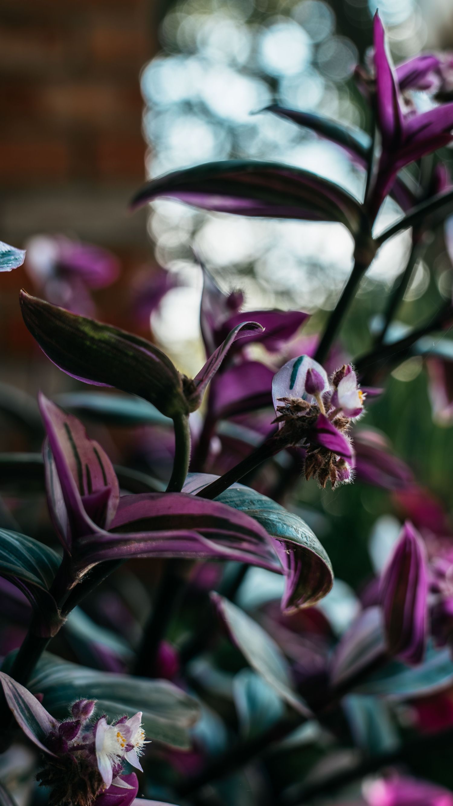 Close-up of vibrant purple Tradescantia plant with small white flowers and dark green leaves in a garden setting.