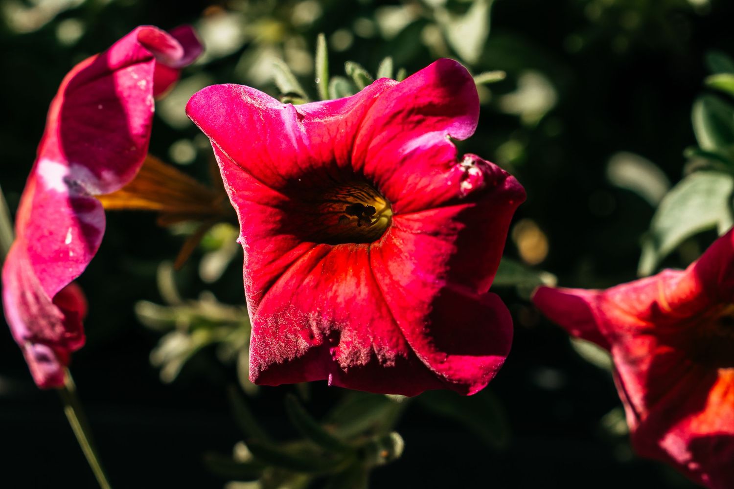Close-up of a vibrant red petunia flower with dark center blooming in a sunlit garden.