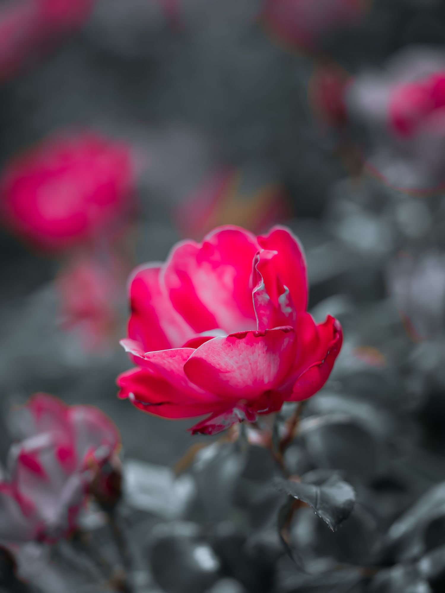 Vibrant pink rose in full bloom with selective color effect, set against a desaturated gray garden background.