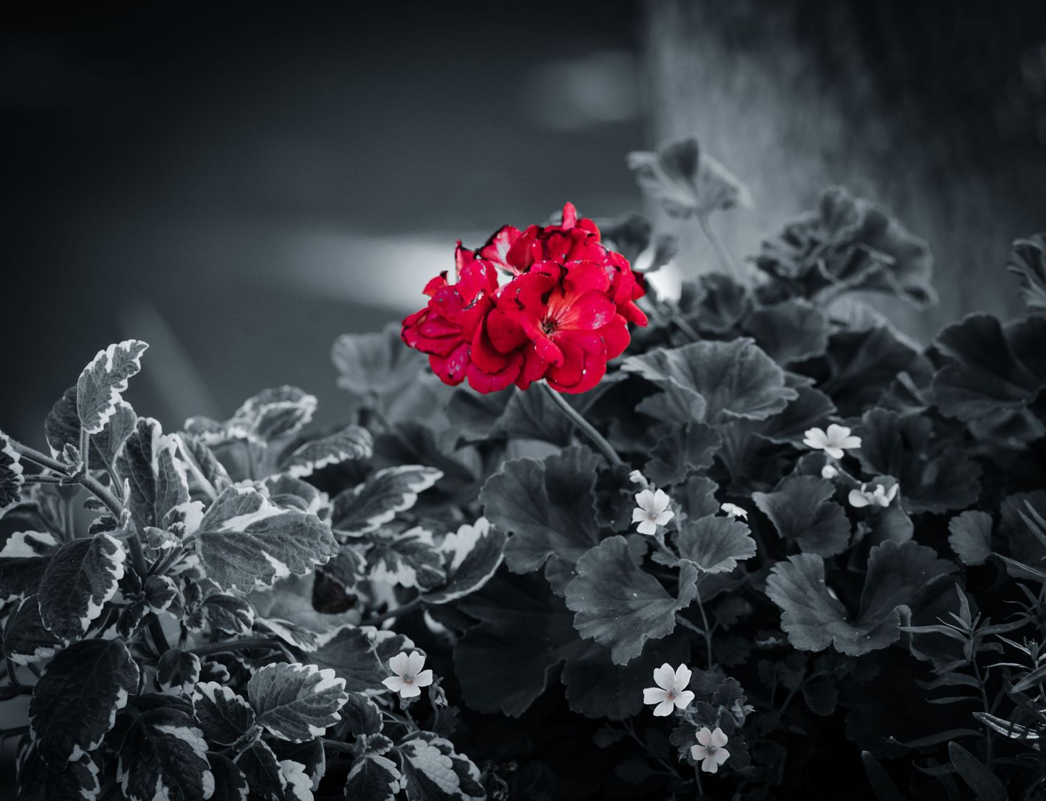A vibrant red geranium flower stands out in selective color photography against monochrome foliage and small white blooms.