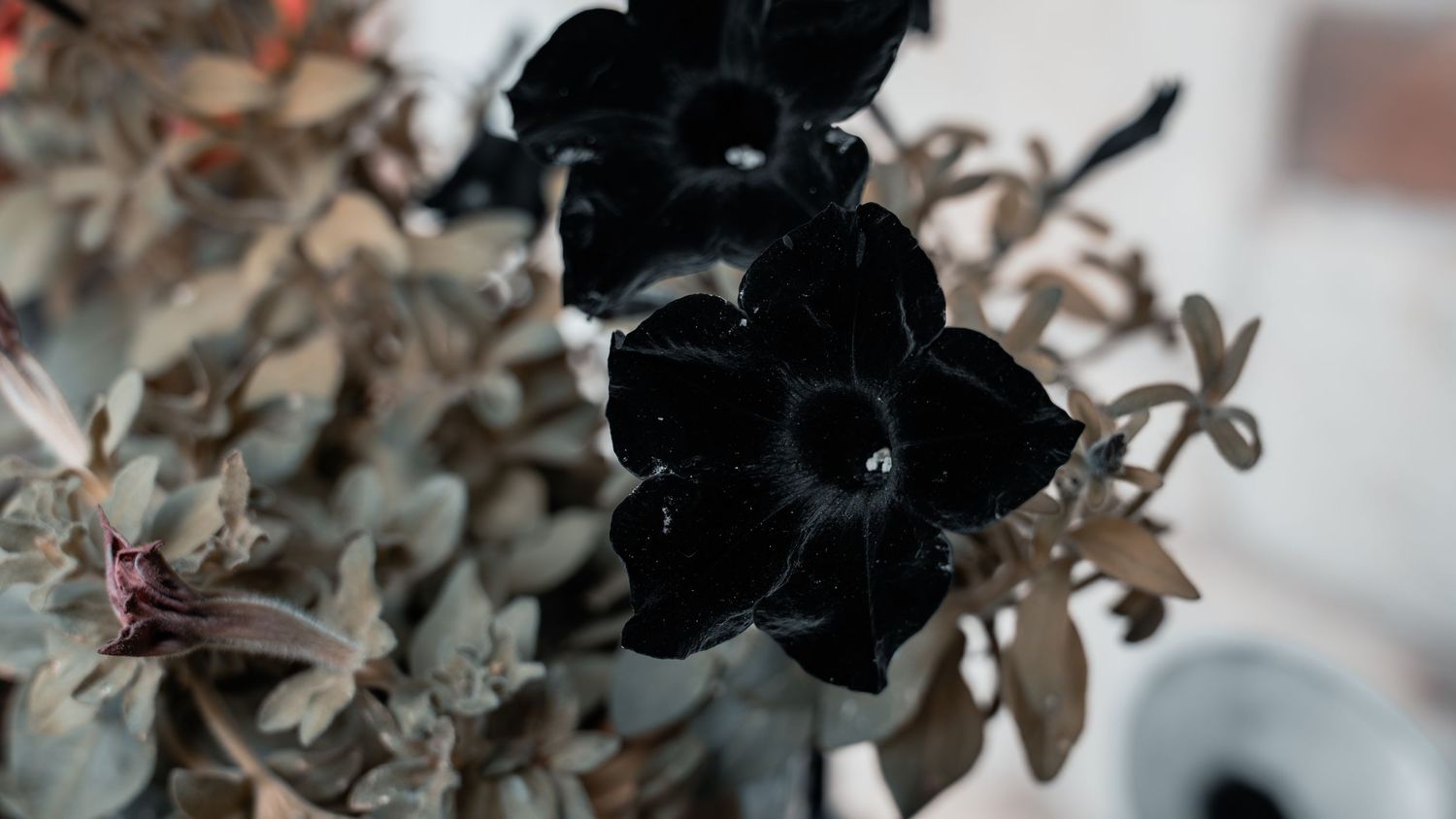 Close-up of rare black velvet flowers with dark foliage in a moody botanical arrangement.