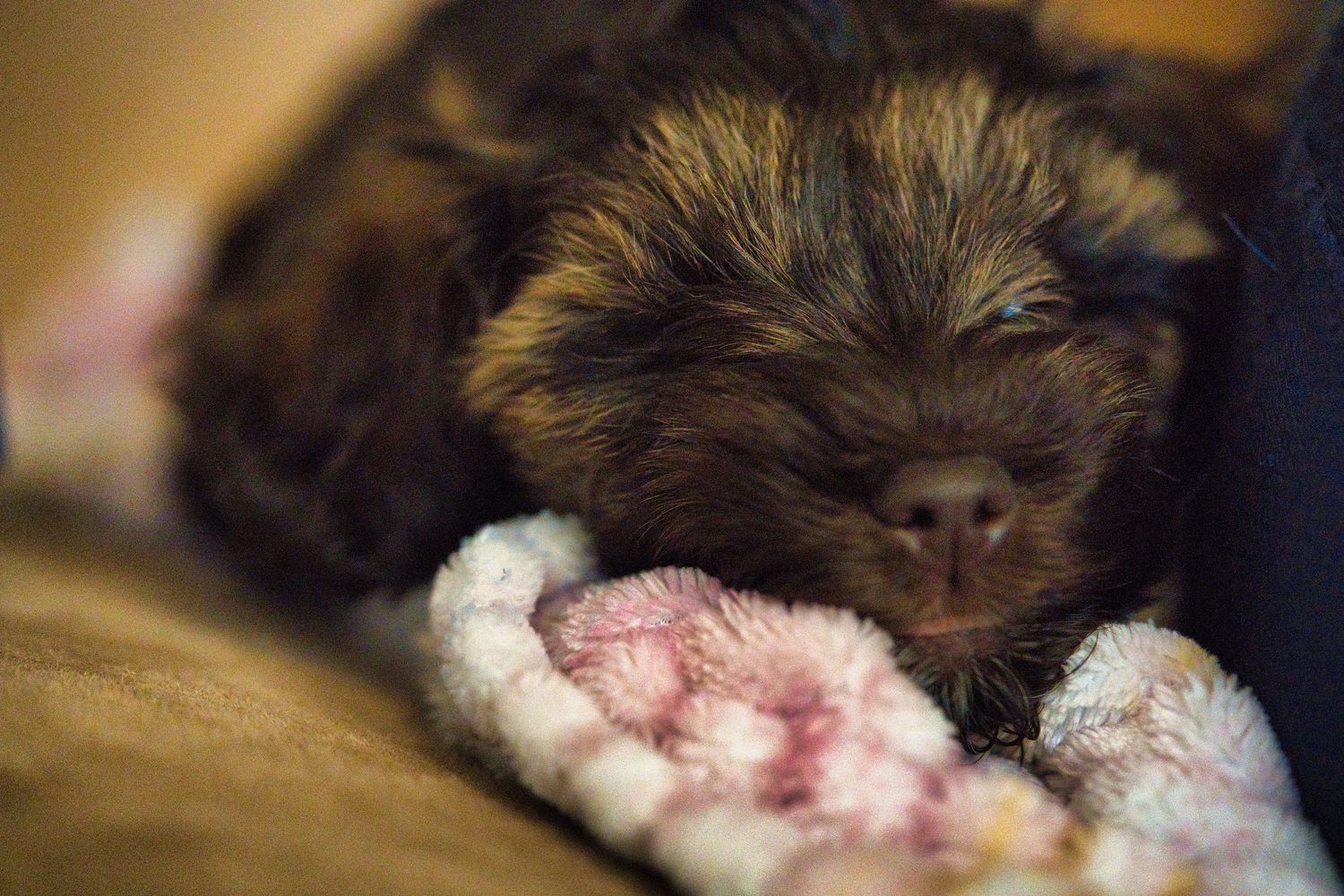 Tiny newborn puppy sleeping peacefully on a soft pink blanket, with dark fluffy fur and closed eyes.