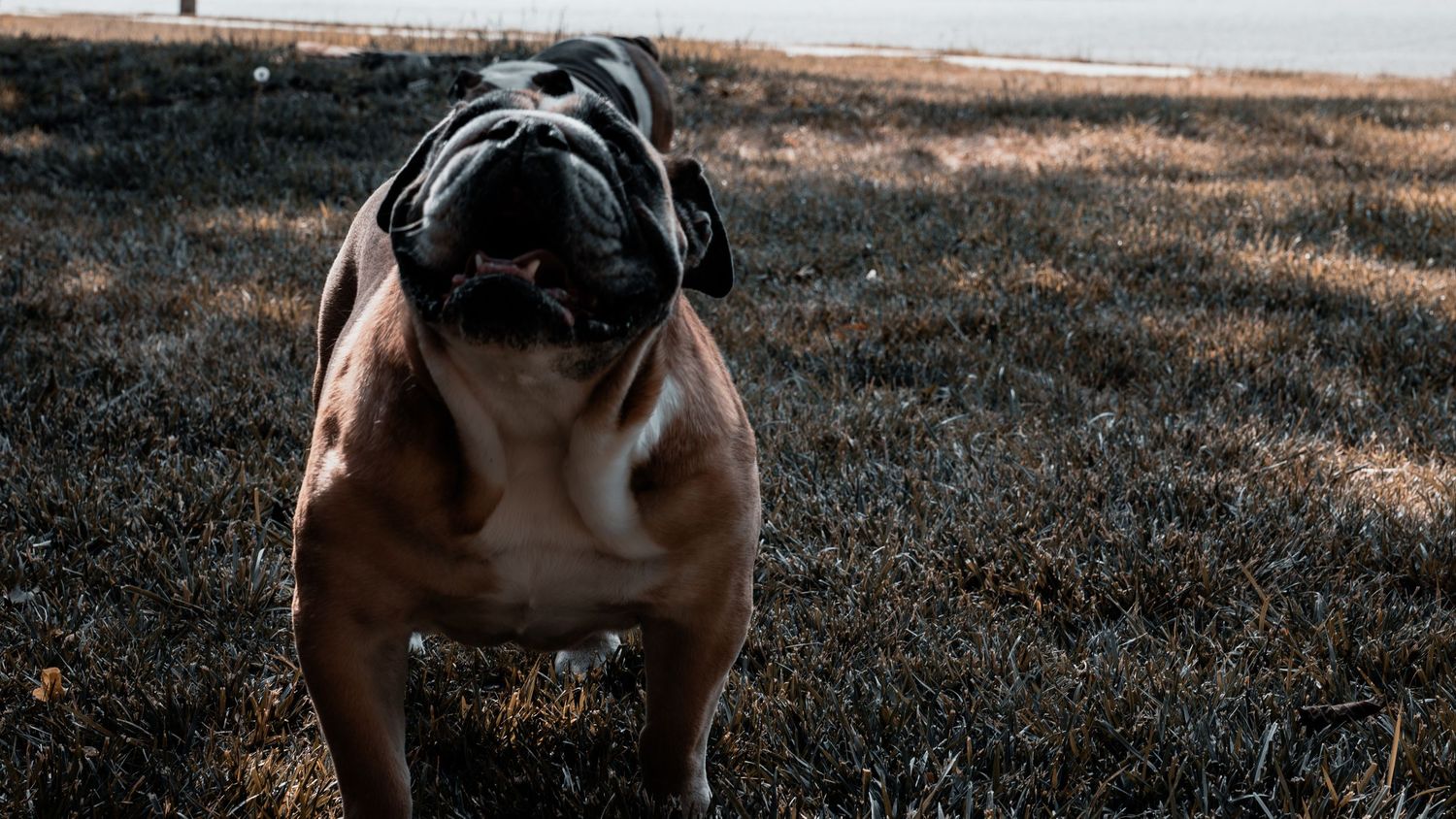 A stocky English Bulldog stands on dry grass outdoors, looking up with its wrinkled face and muscular build on a cloudy day.