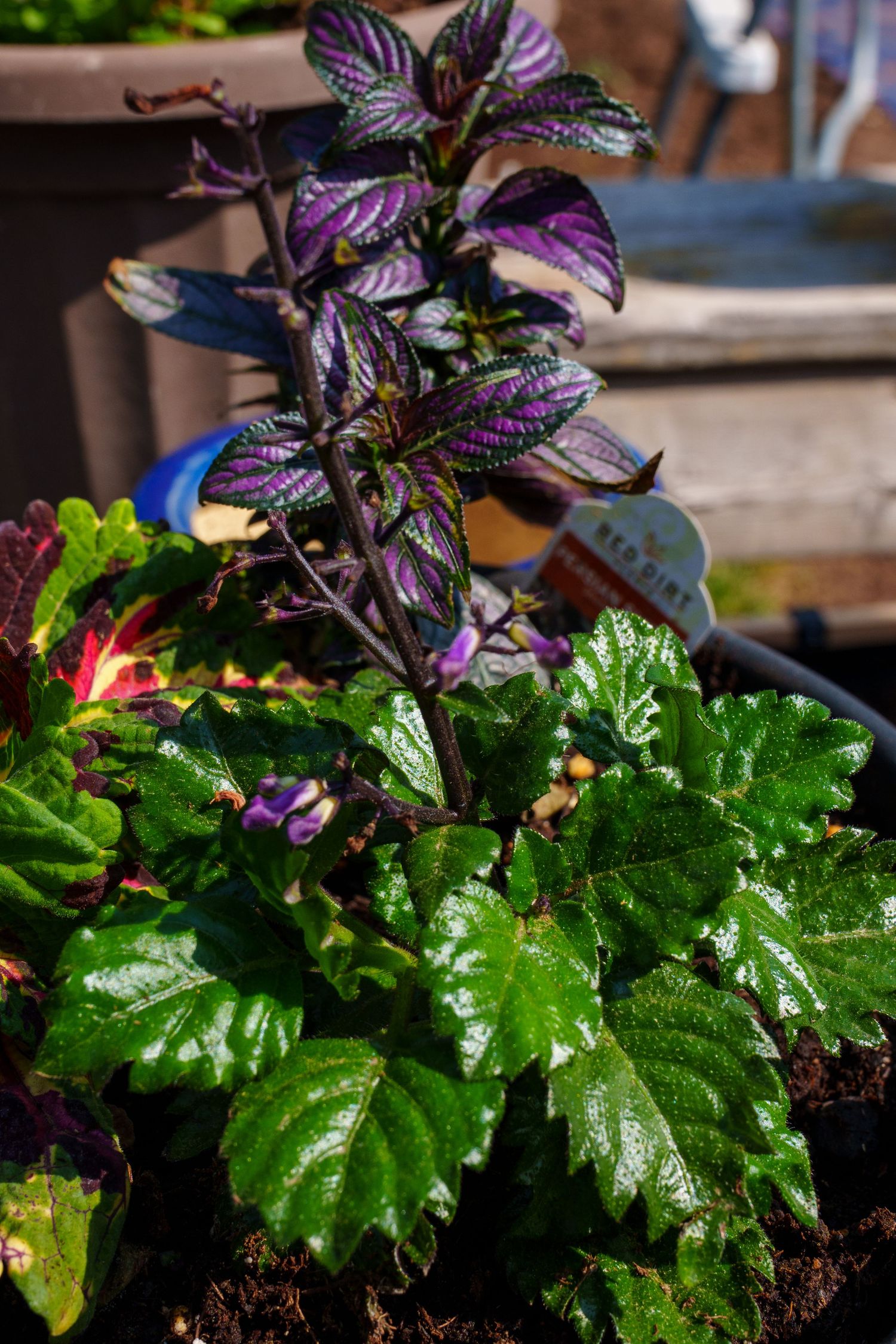 Vibrant container garden featuring purple Persian shield plant and dark green leafy plants in sunlight.