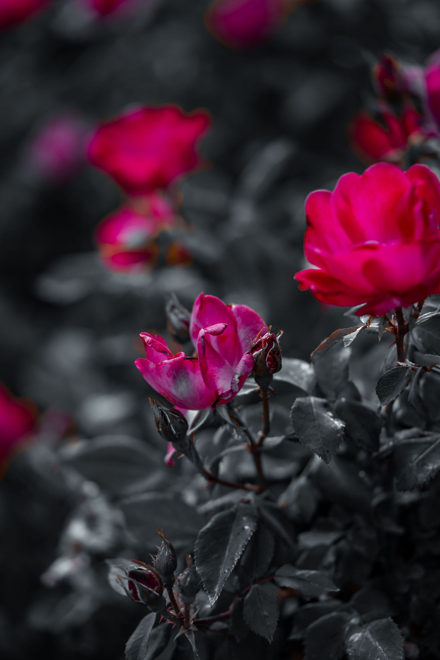 Deep pink miniature roses with buds blooming against desaturated dark foliage in moody garden photography.