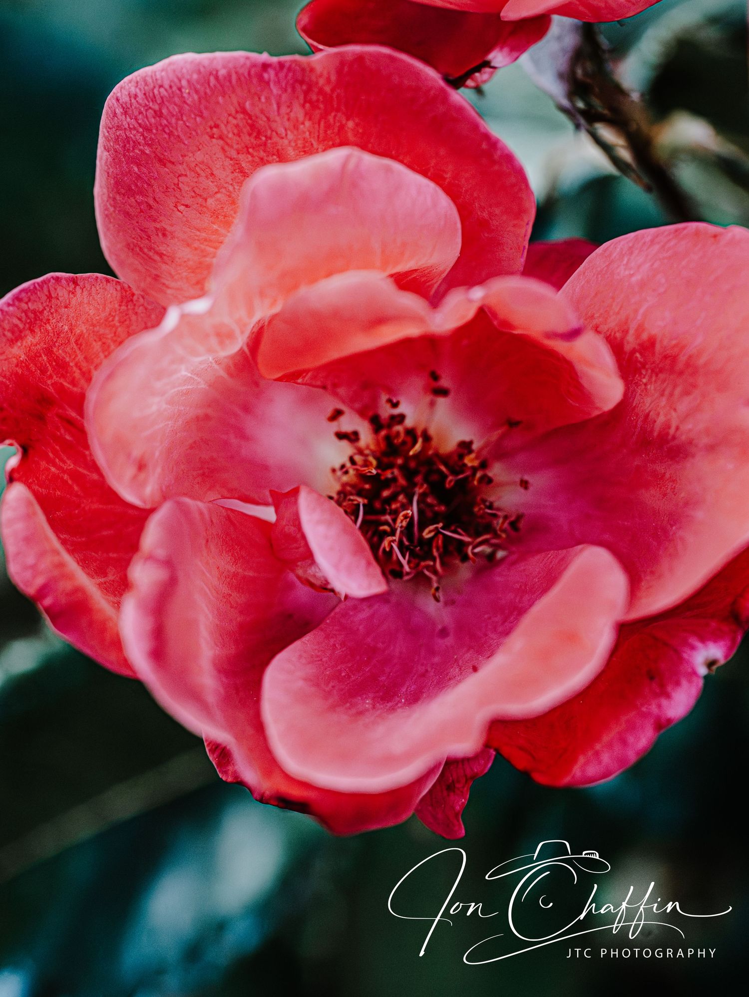 Close-up of a beautiful pink rose in full bloom with red stamens by JTC Photography.