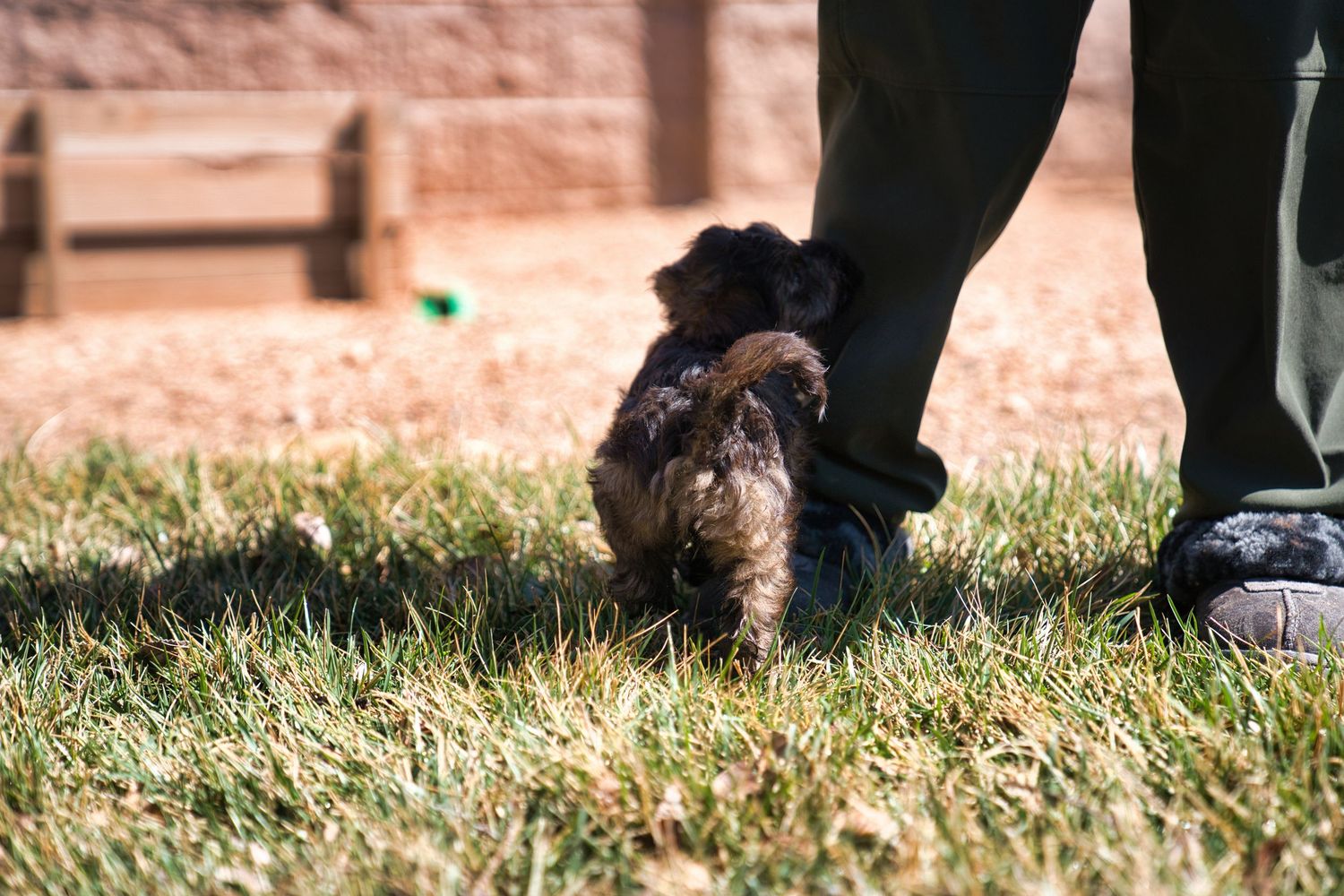 Small dark fluffy dog walking on green grass beside a person's legs on a sunny day.