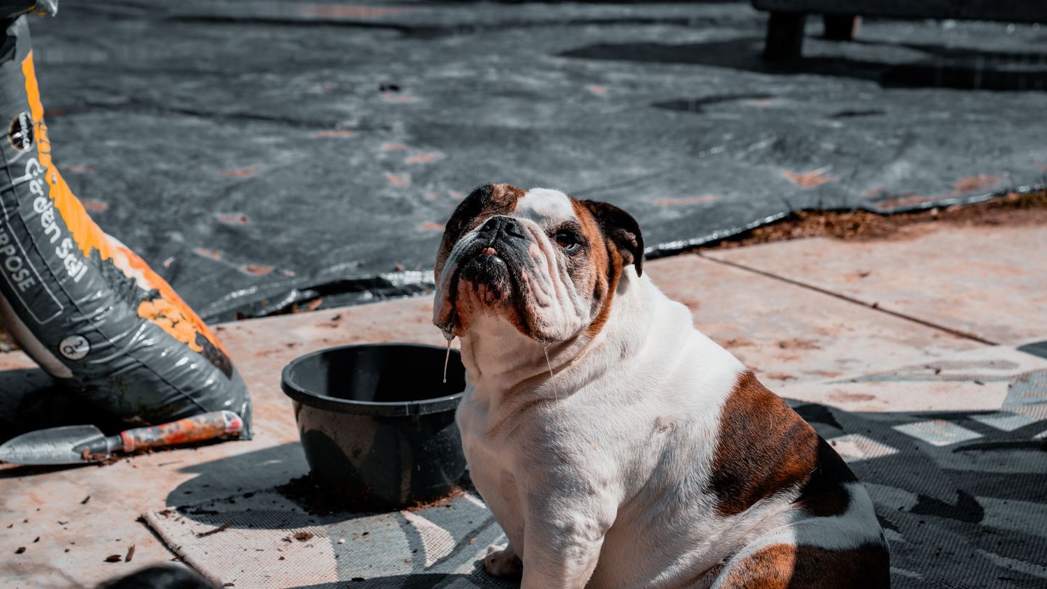 A stocky English Bulldog sitting outdoors near a black bowl on a weathered surface in bright sunlight.