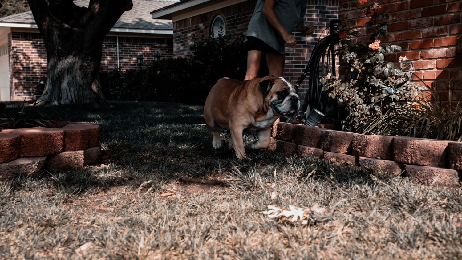 A brown English Bulldog walks across a dry grass yard beside a brick garden border near a house.