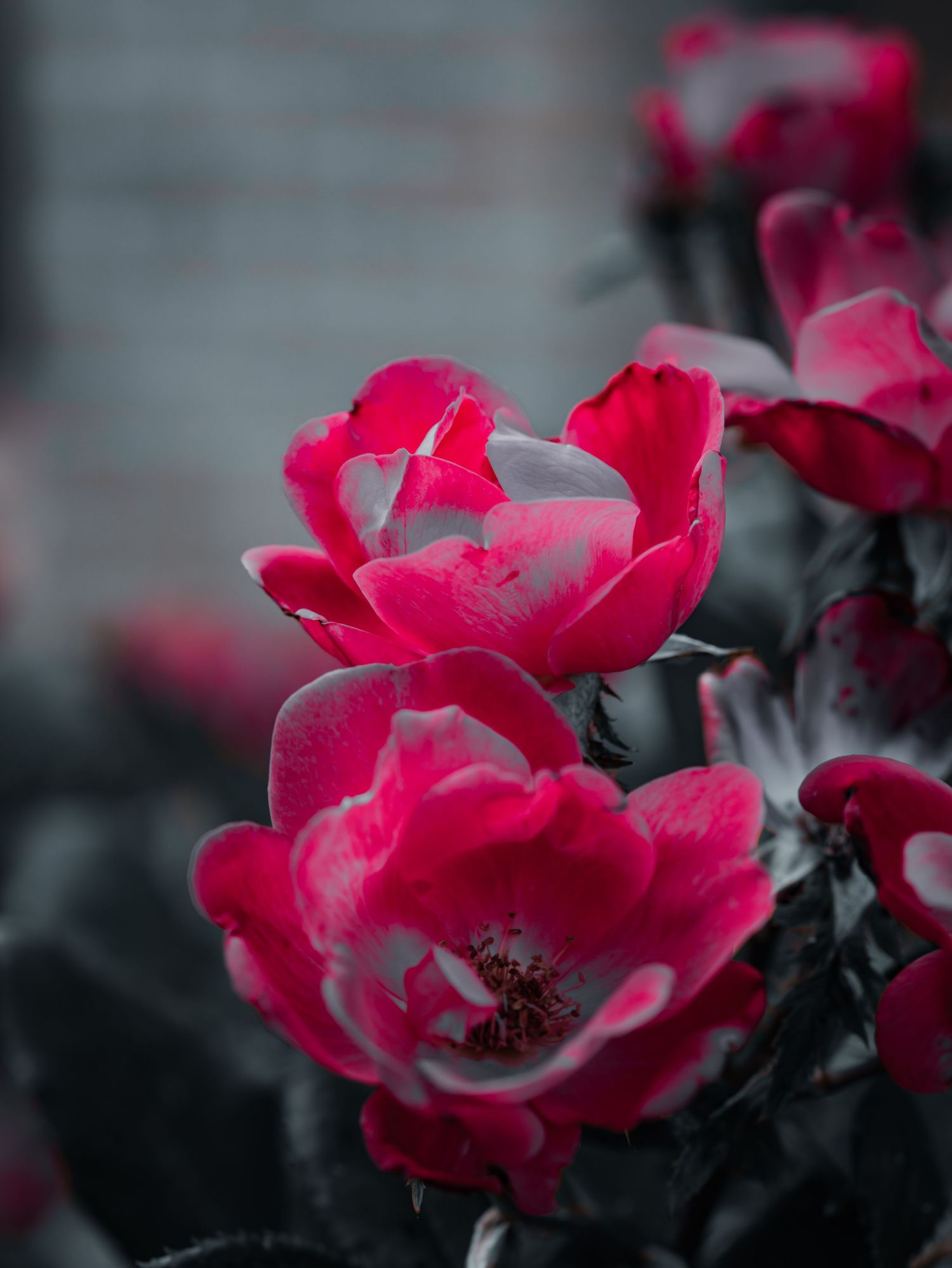 Vibrant pink roses in full bloom with delicate petals, captured in a moody close-up with dark desaturated foliage.