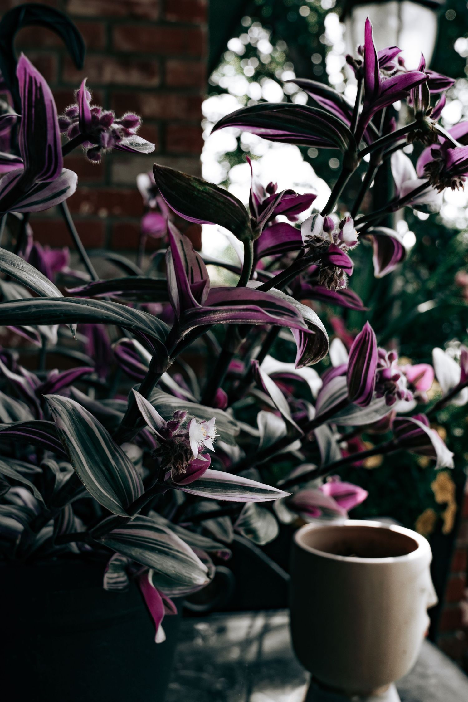 Purple and white variegated Tradescantia plant with striped leaves displayed in a dark moody indoor garden setting.