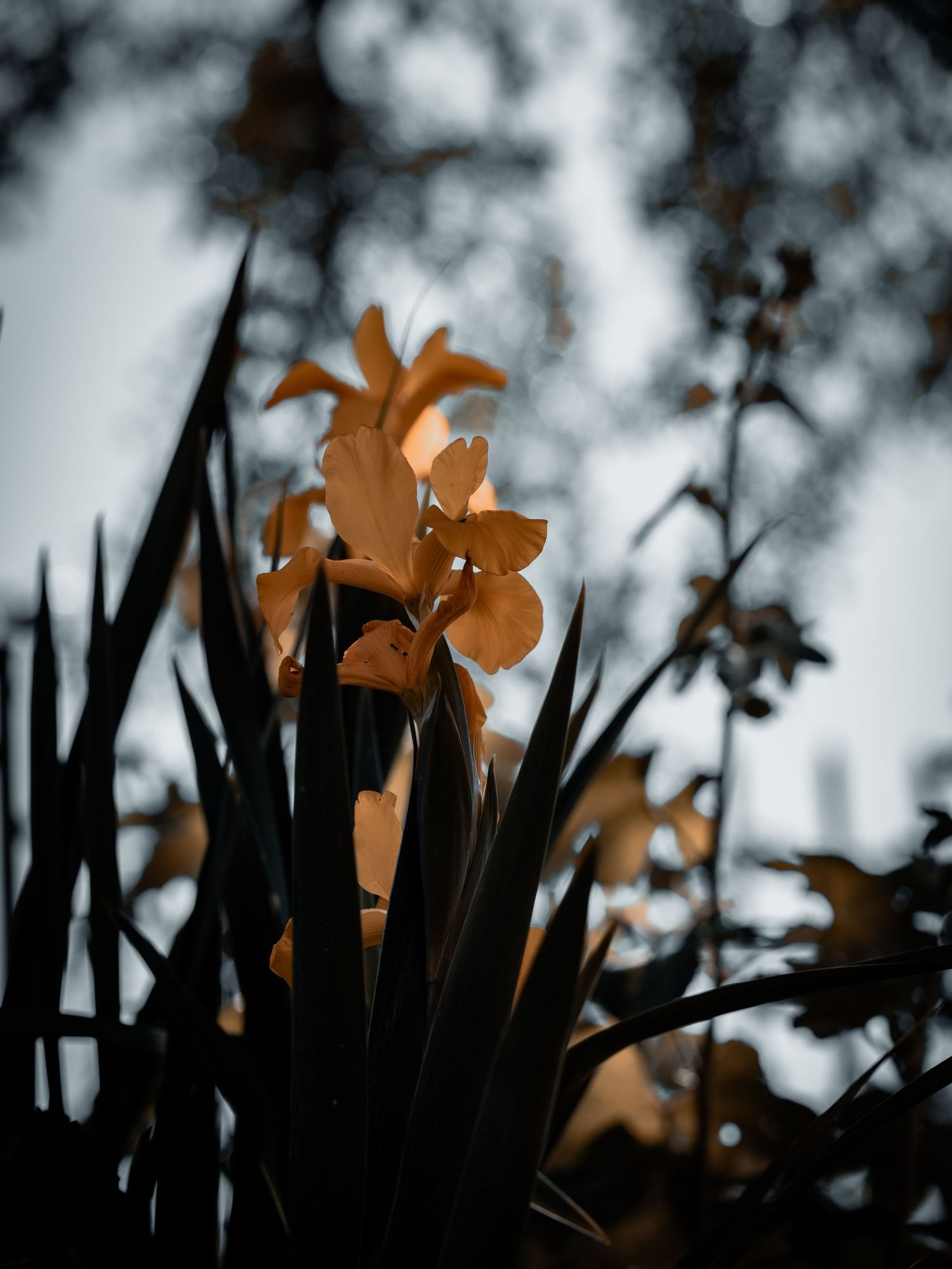 Delicate golden-yellow iris flowers glowing against a dark moody background with blurred foliage.