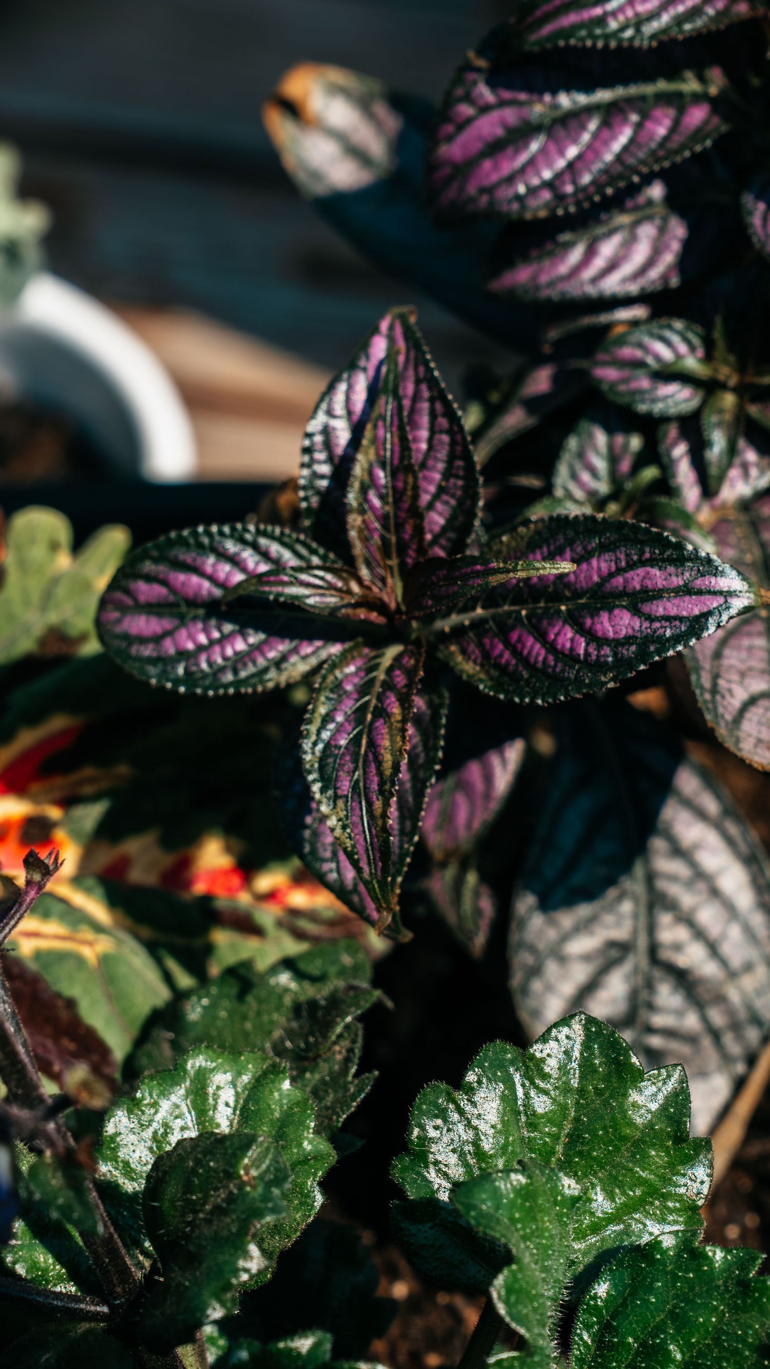 Close-up of vibrant Persian shield plant with striking purple and green patterned leaves in a garden setting.