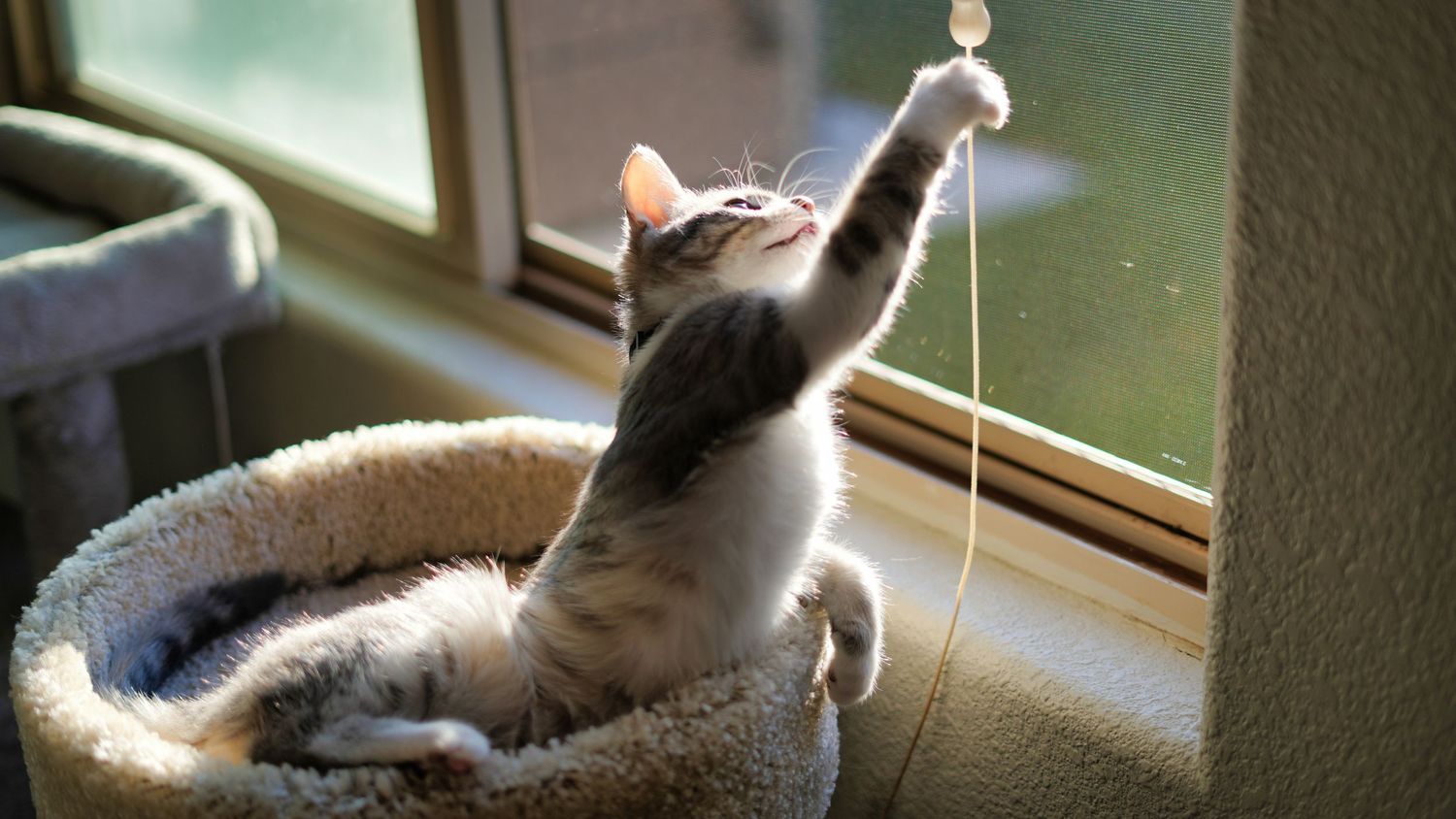 A playful tabby cat reaches up with one paw toward a dangling toy string while resting in a cozy cat bed by a sunny window.