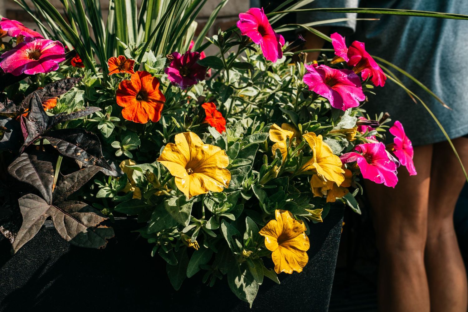 Colorful petunia flowers in a planter featuring vibrant yellow, orange, red, and pink blooms in bright sunlight.