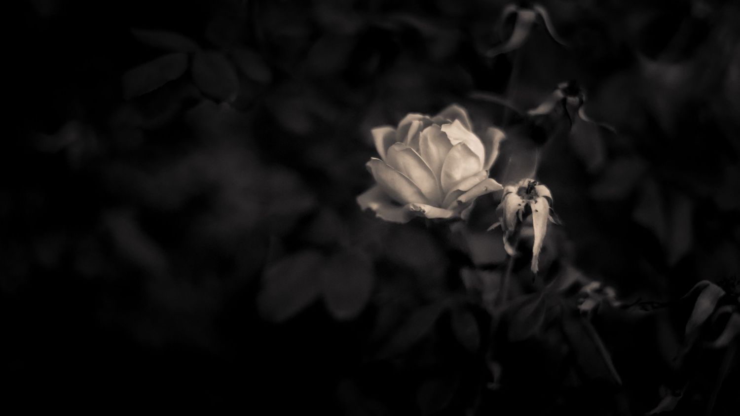 Black and white macro photo of a single white rose blooming against a dark background.