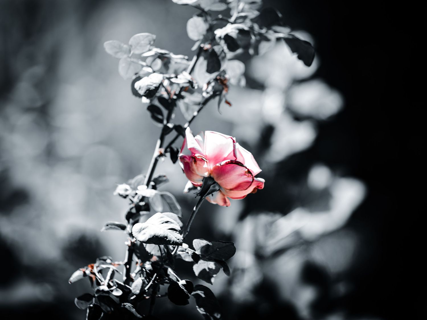 A vibrant pink rose bud stands out in selective color photography against a monochrome black and white bokeh background.