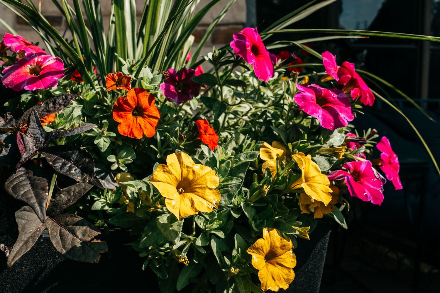 Colorful mix of pink, orange, and yellow petunias blooming in a dark outdoor planter in bright sunlight.