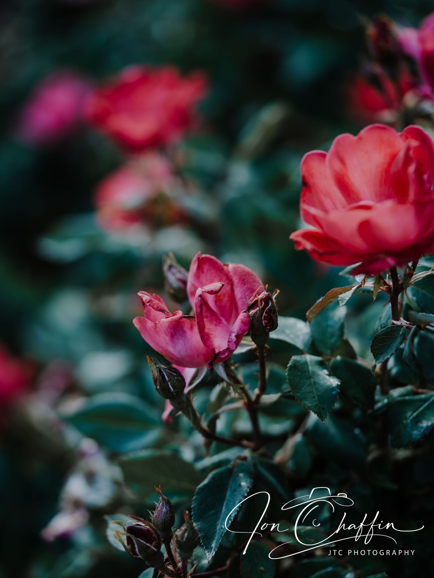 Cluster of red and pink roses blooming on green bush in natural garden setting.