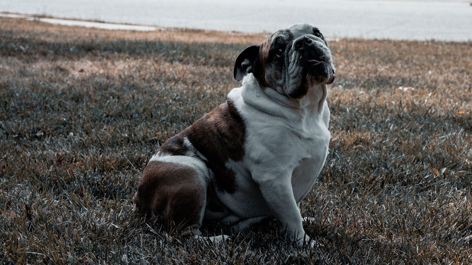 A brown and white English Bulldog sits on dry grass outdoors, gazing upward with a calm expression.