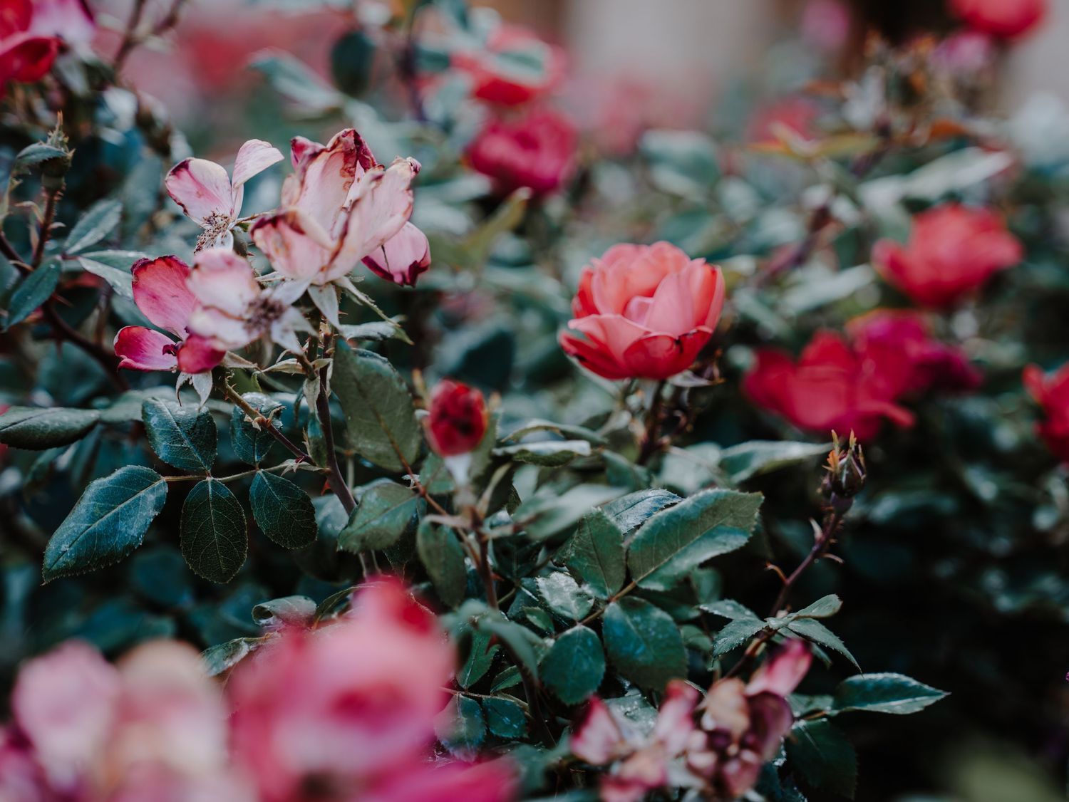 A lush rose bush blooming with vibrant pink and red roses surrounded by dark green foliage in a garden setting.
