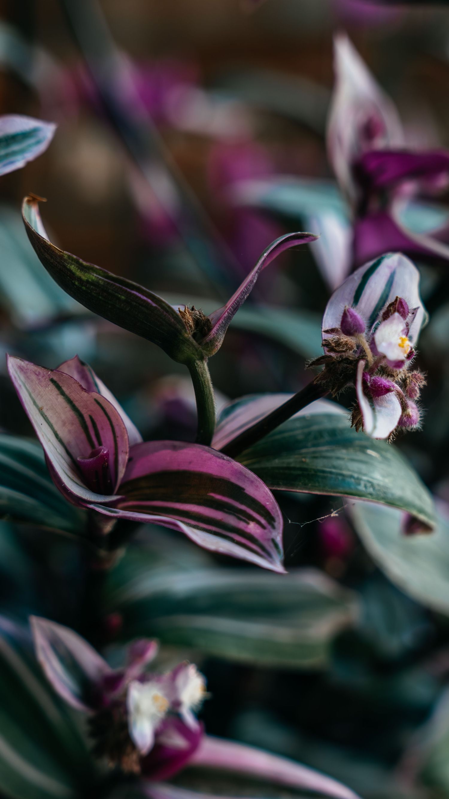 Close-up of Tradescantia zebrina plant with purple and green striped leaves and small white flowers in soft bokeh light.