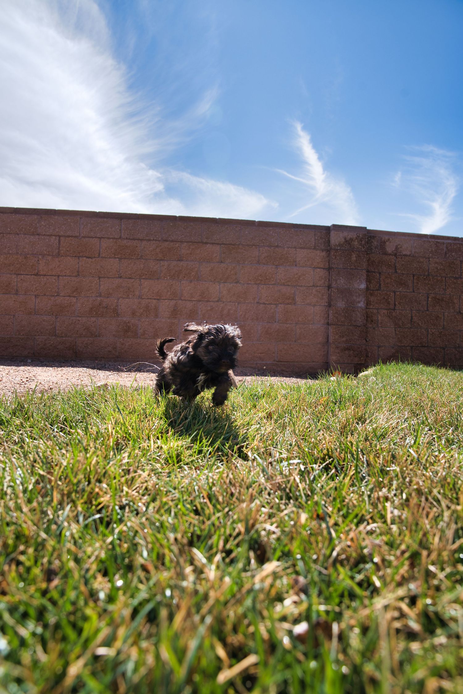 A small black fluffy dog running joyfully through green grass in a sunny backyard with a brick wall backdrop.