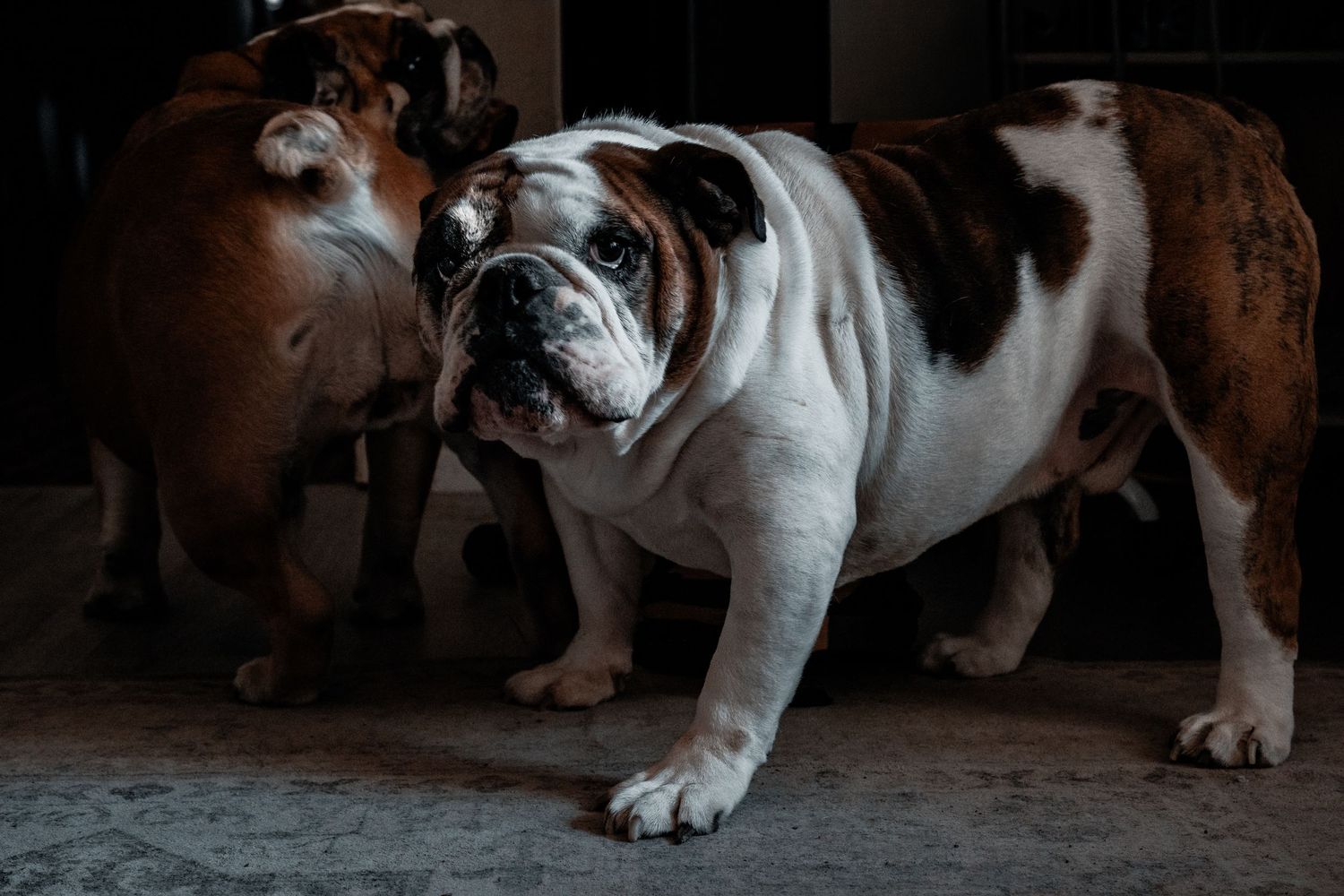 Two English Bulldogs standing indoors in a dimly lit room.