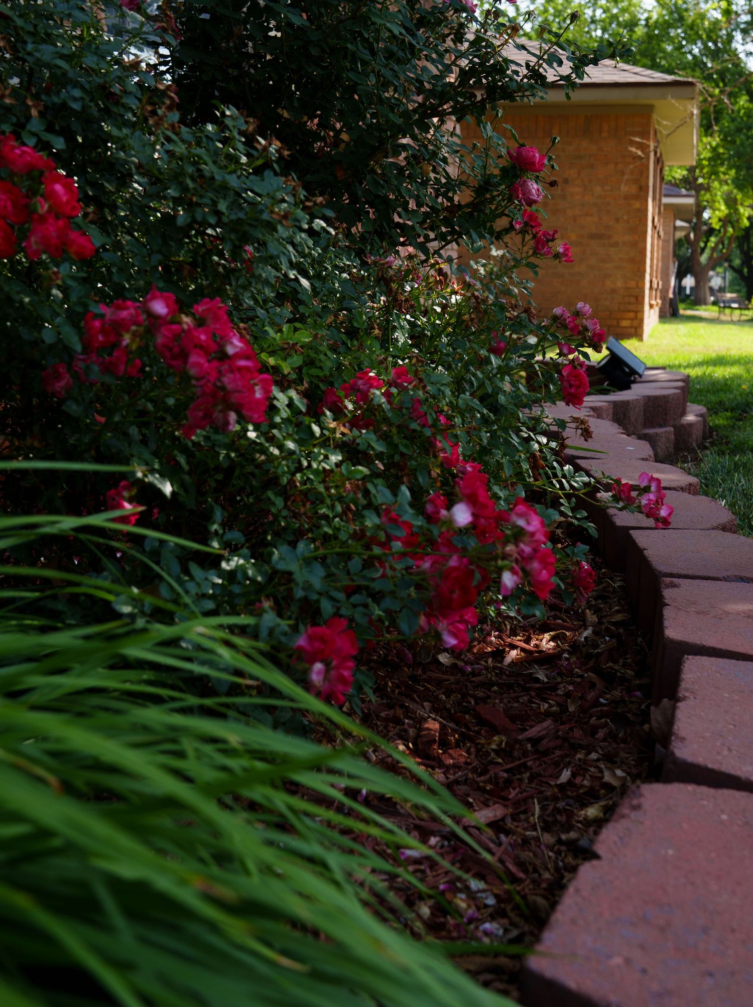 Pink rose bush in full bloom along a curved brick garden path beside a brick house.