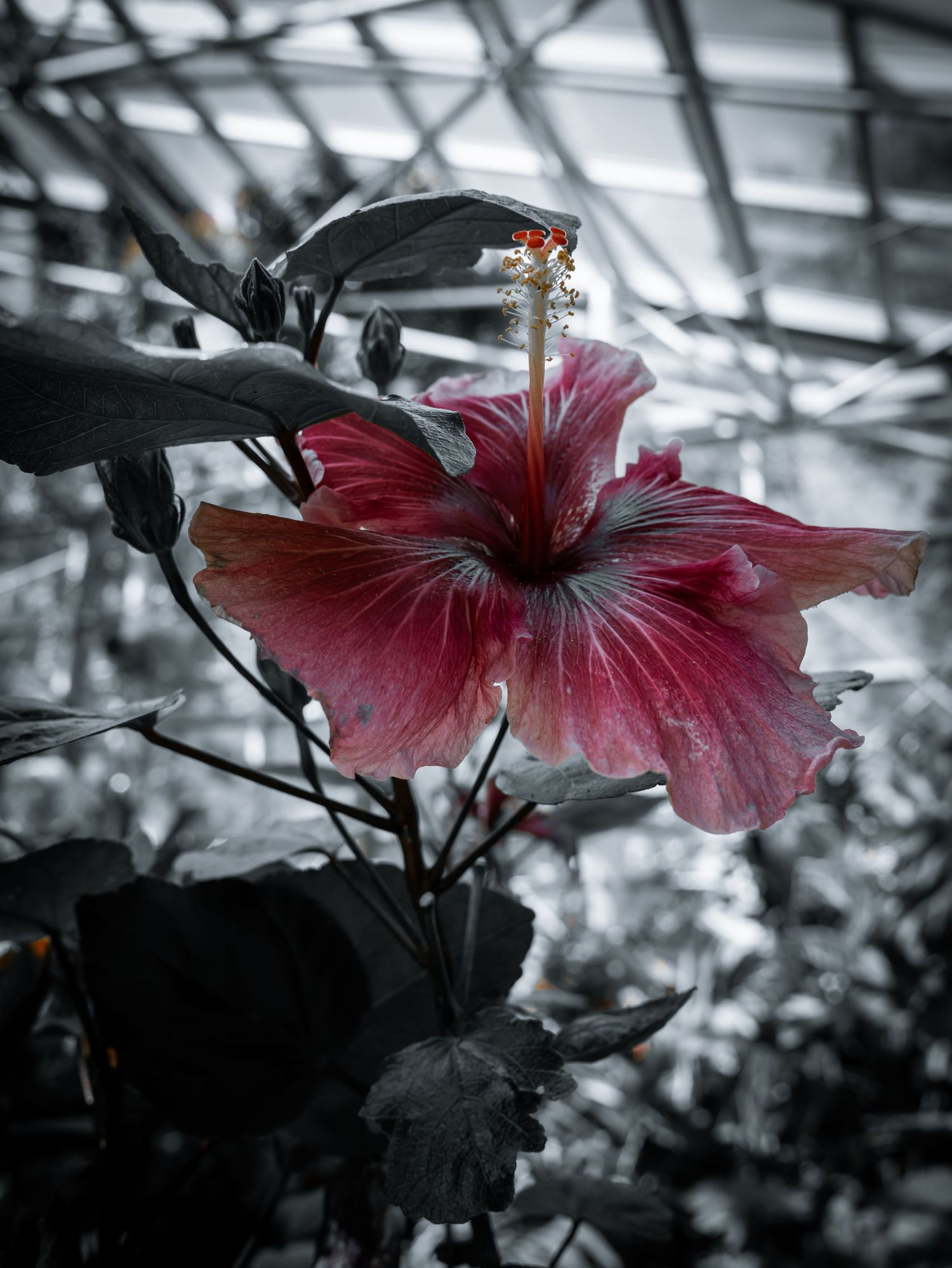 A vibrant red hibiscus flower in selective color photography against a desaturated greenhouse background.