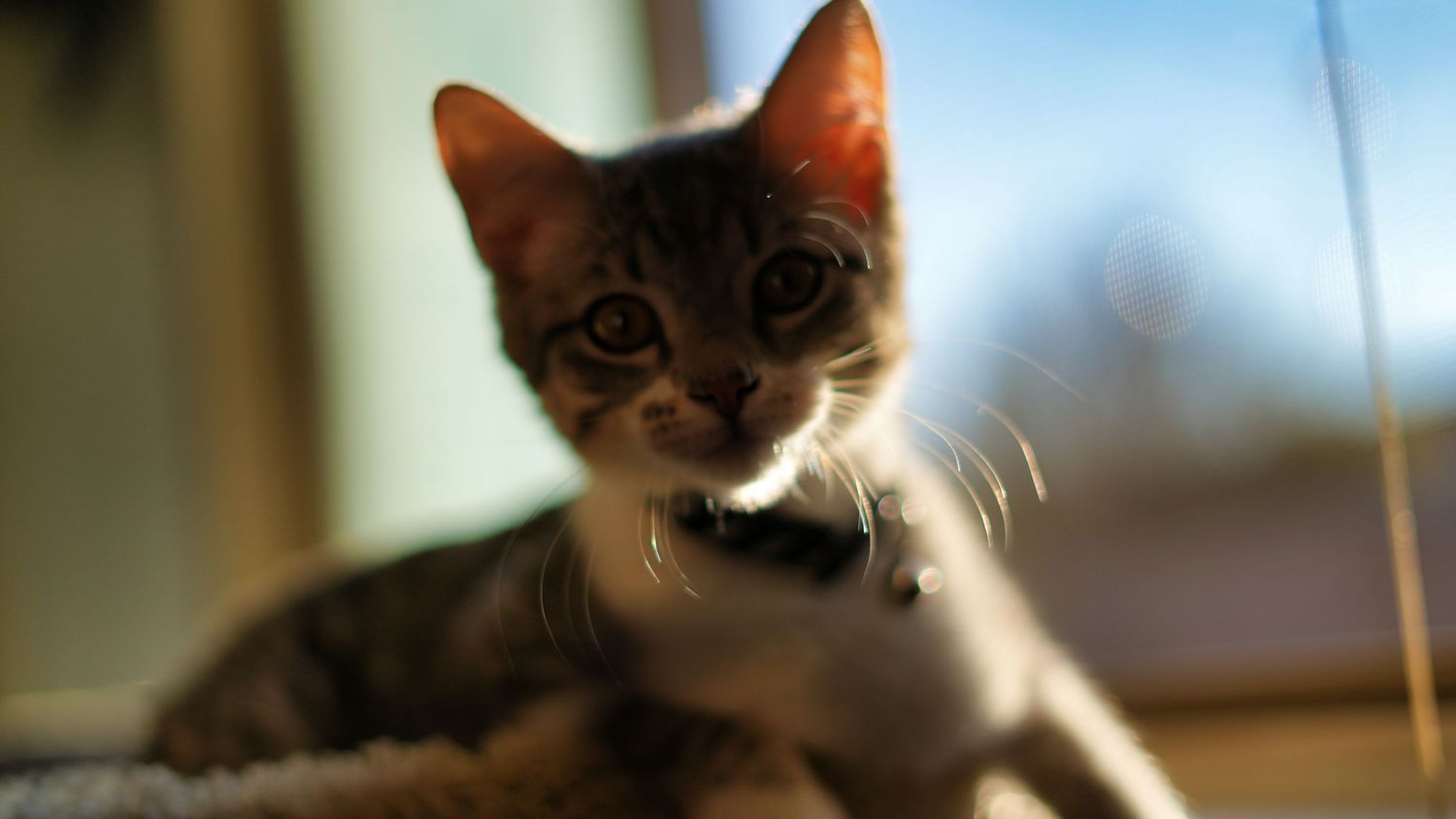 A curious tabby kitten with wide eyes reaches toward the camera while resting near a sunlit window.