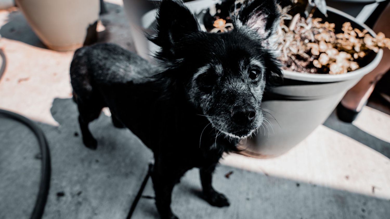 A small black fluffy dog standing on a patio next to a large potted plant, looking up at the camera.