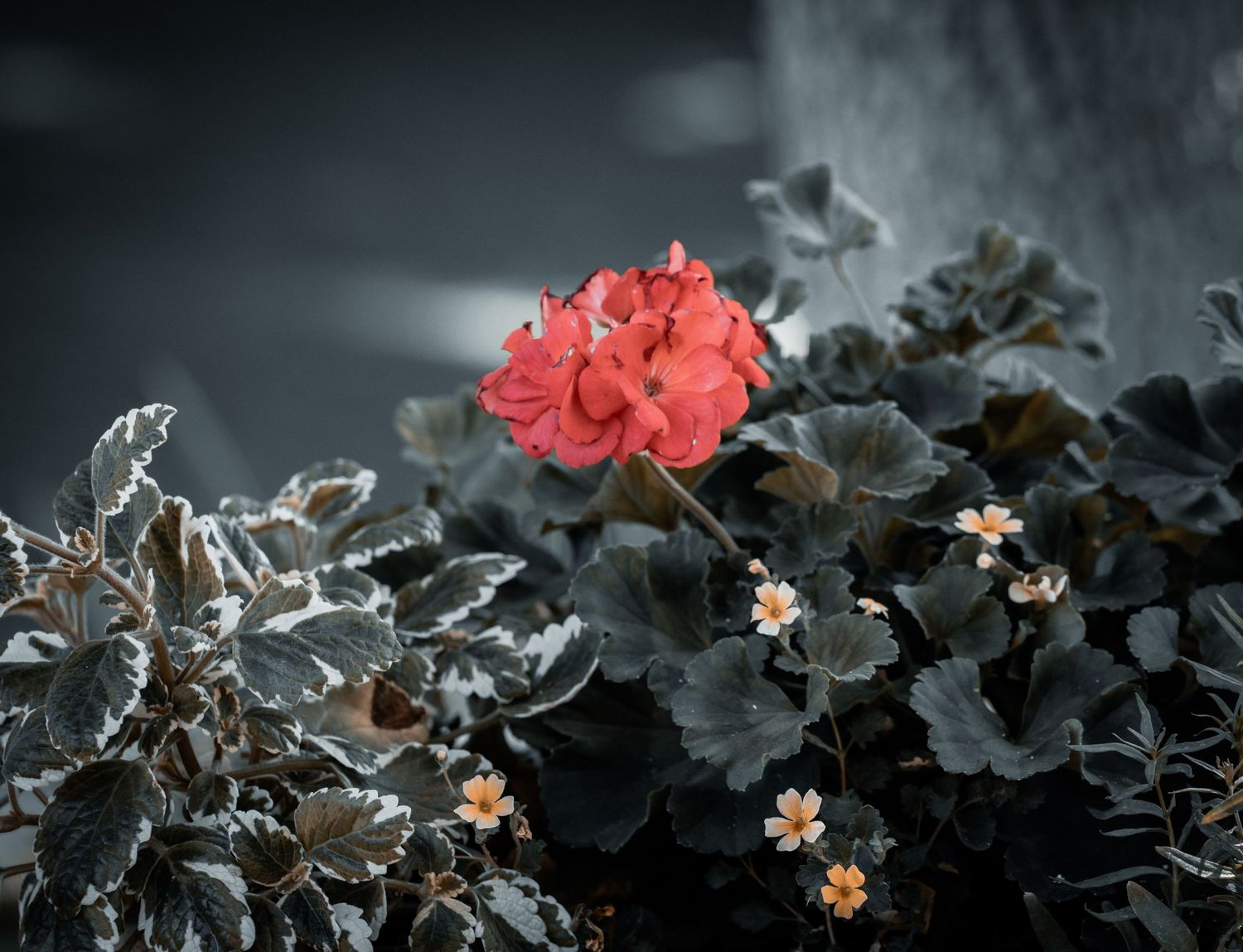 A vibrant red geranium flower blooms among dark, frost-covered foliage with small white flowers in a moody garden setting.