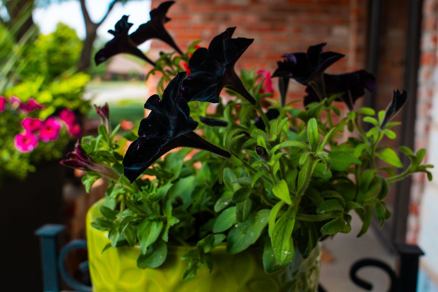 A lime green pot with dark black petunias and lush green foliage on a porch, with pink flowers in the background.