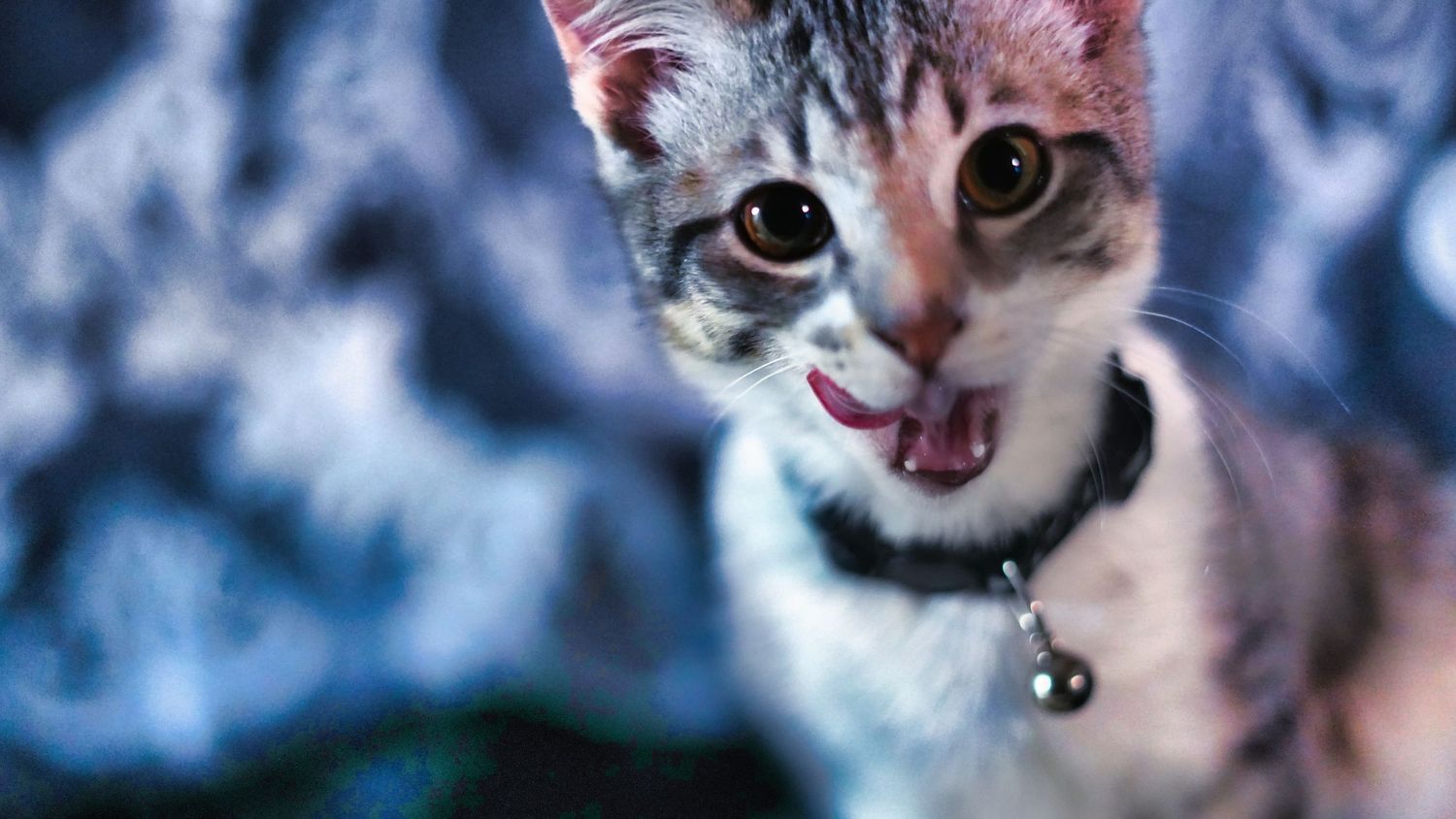 A cute tabby kitten with a collar and bell sticks out its tongue while looking up curiously.