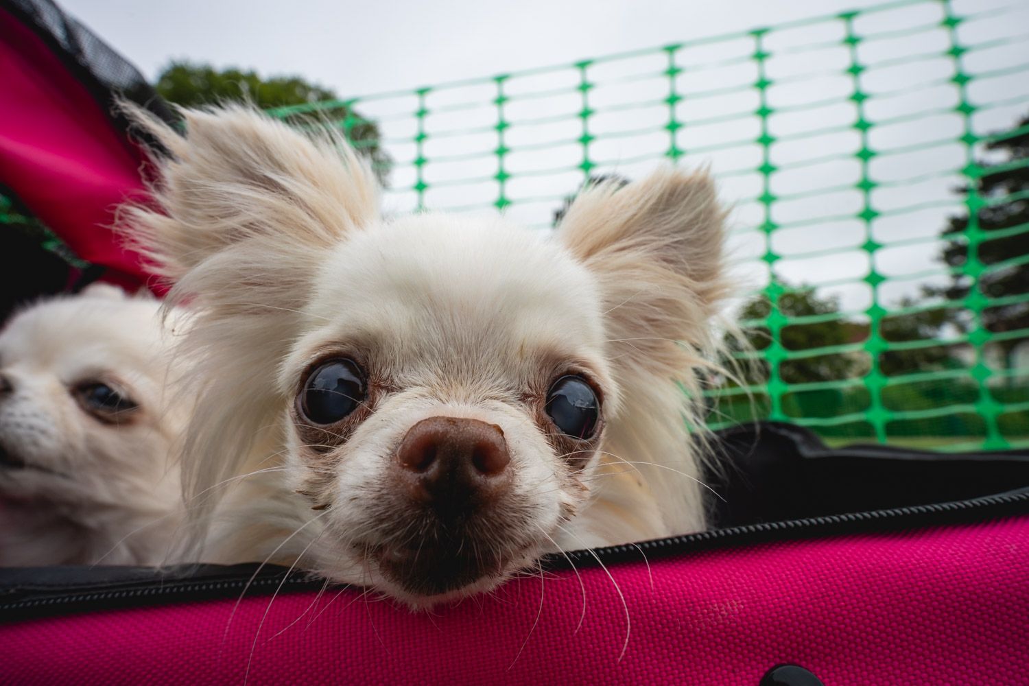 Two white Chihuahua dogs peering out of a pink pet carrier bag with a green mesh fence in the background.