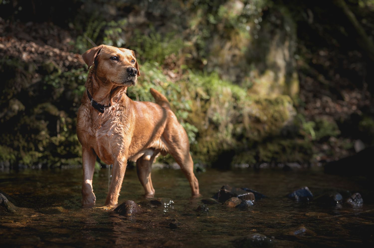 A dog, Labrador, stood in a stream while looking towards the sunlight.
